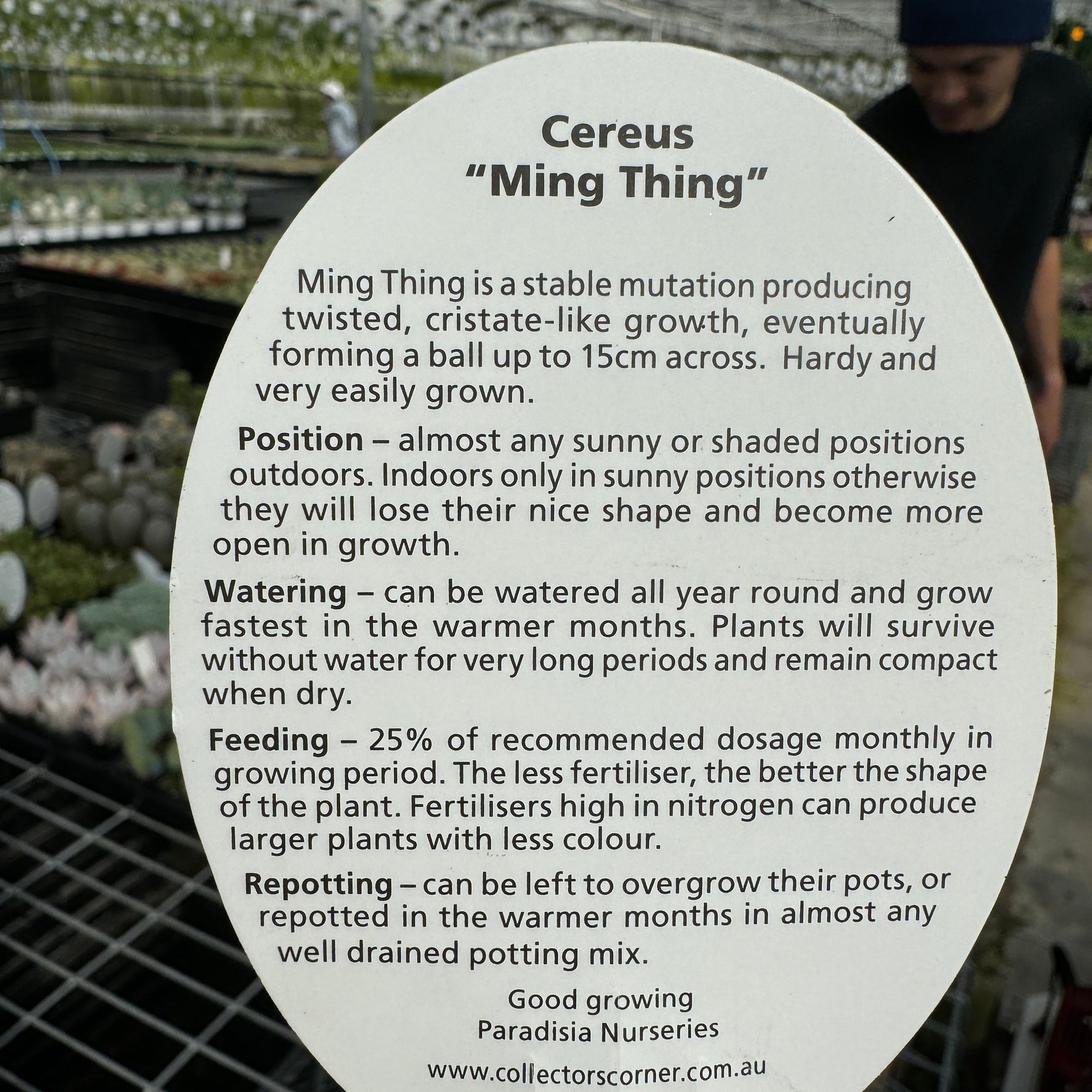 Cereus repandus 'Ming Thing'