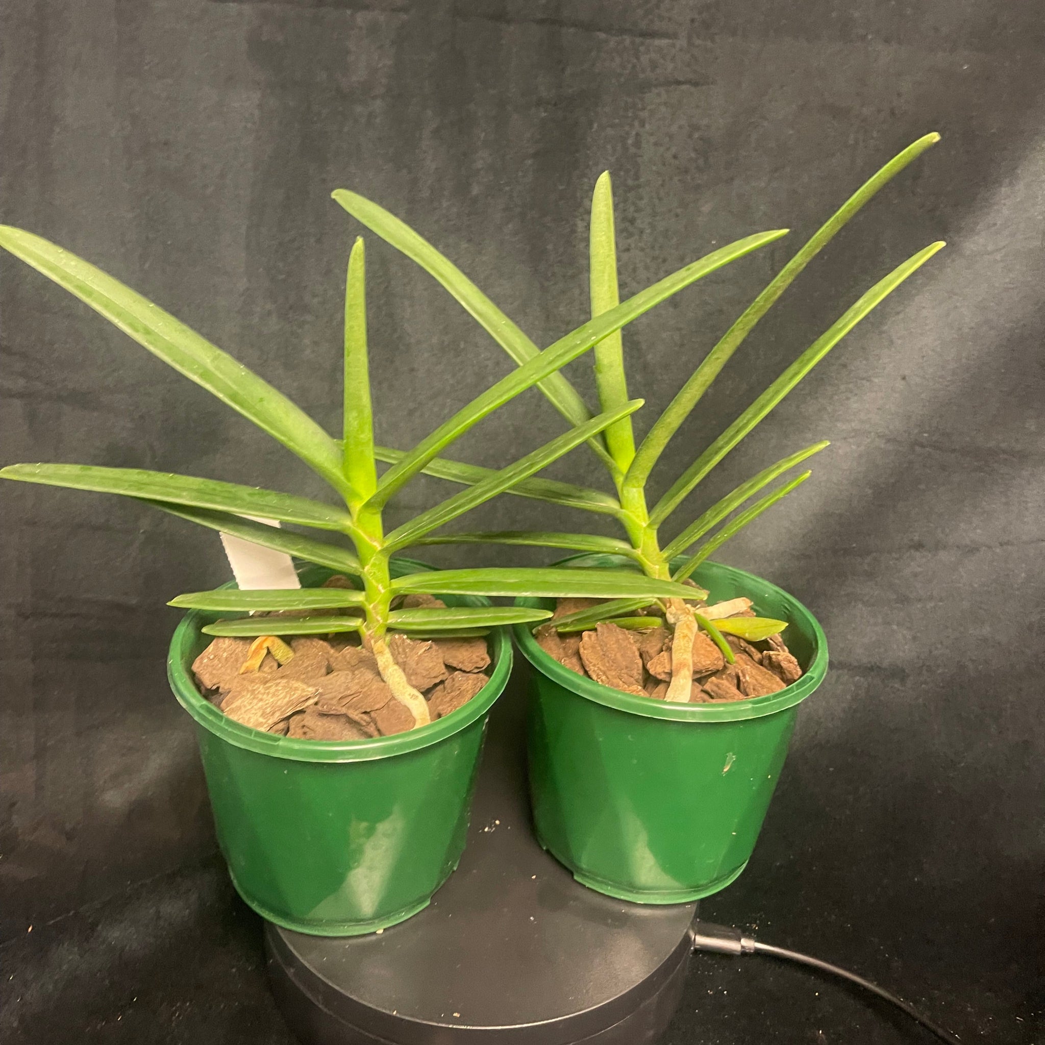 Renanthera monachica