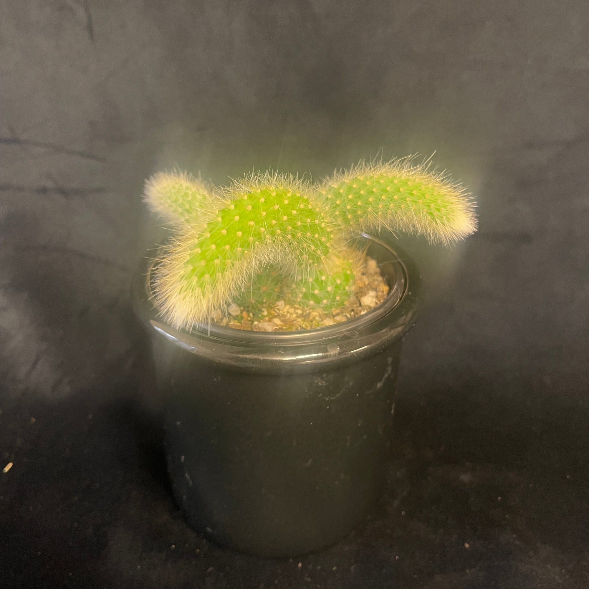 Cleistocactus winteri subsp. colademononis - Monkey's Tail Cactus