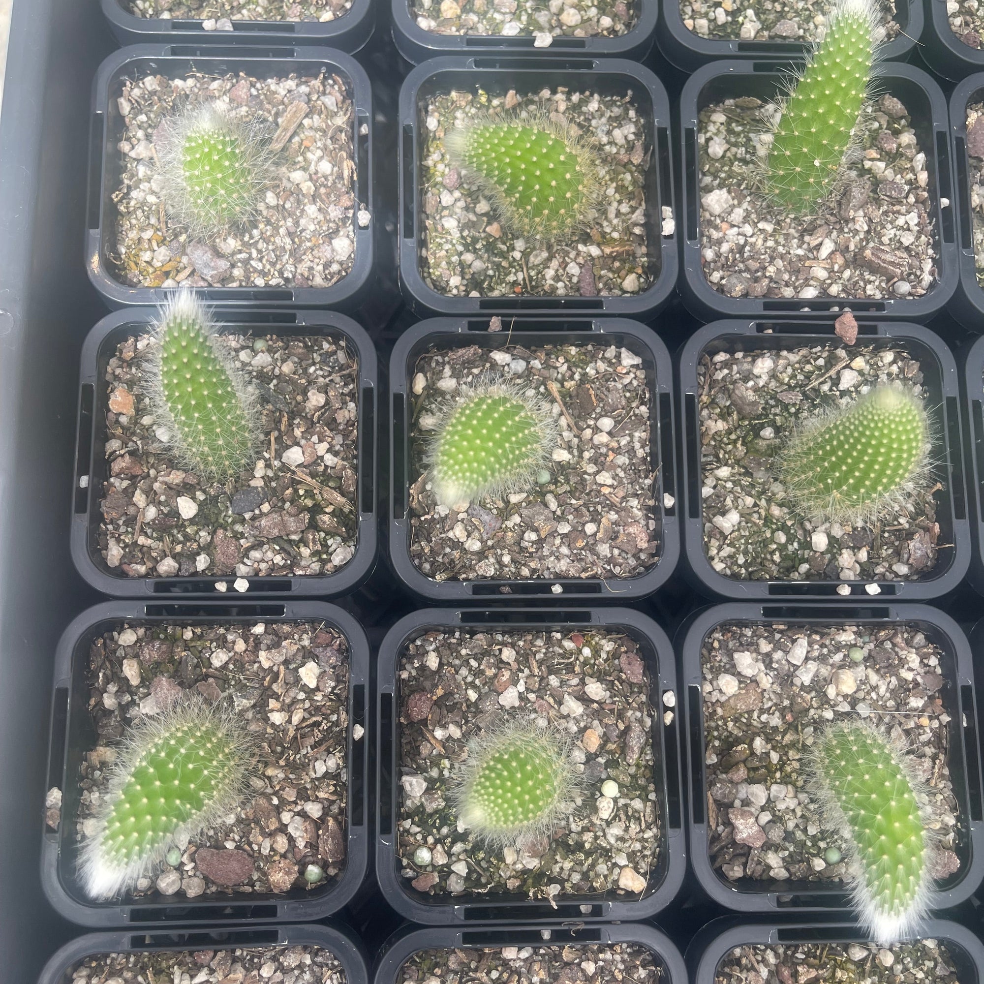 Cleistocactus winteri subsp. colademononis - Monkey's Tail Cactus