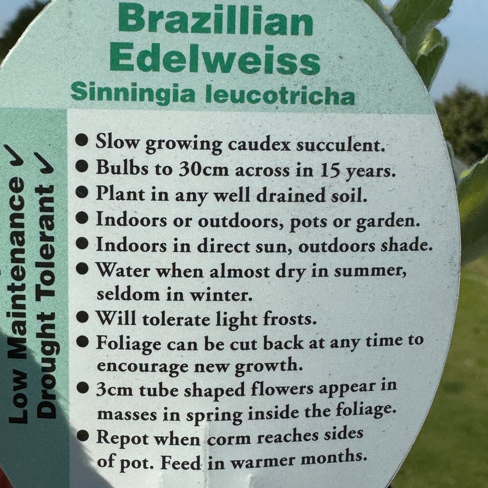 Sinningia leucotricha 'Brazillian Edelweiss'
