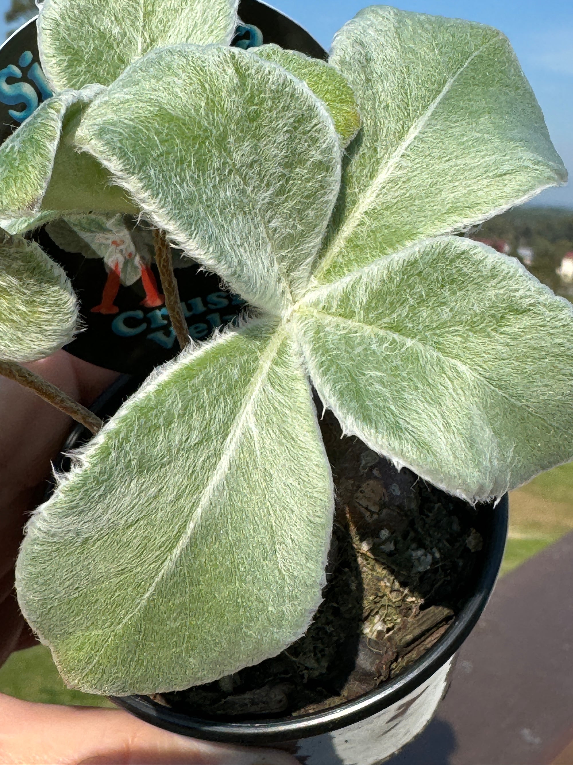Sinningia 'Crushed Velvet' (bullata x leucotricha)