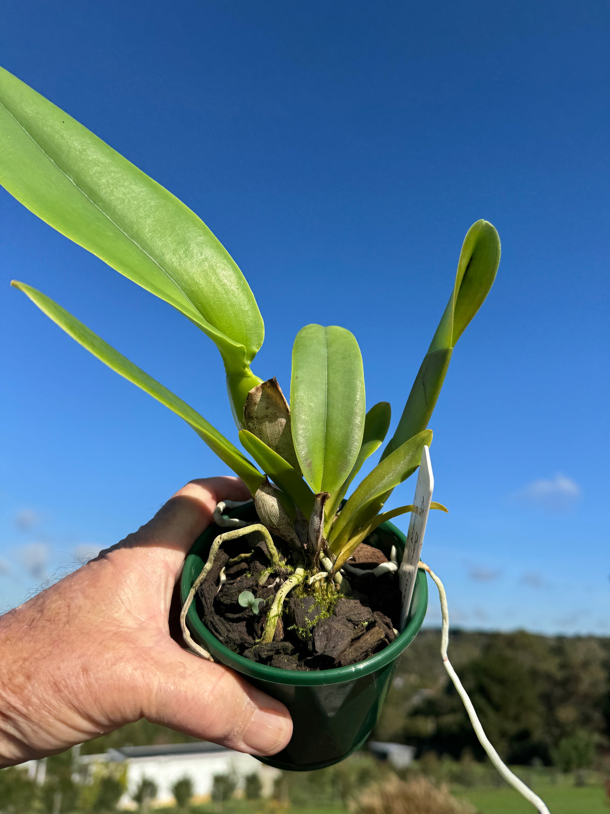 Cattleya Alliance Rlc. Songkwae Gold '#2'