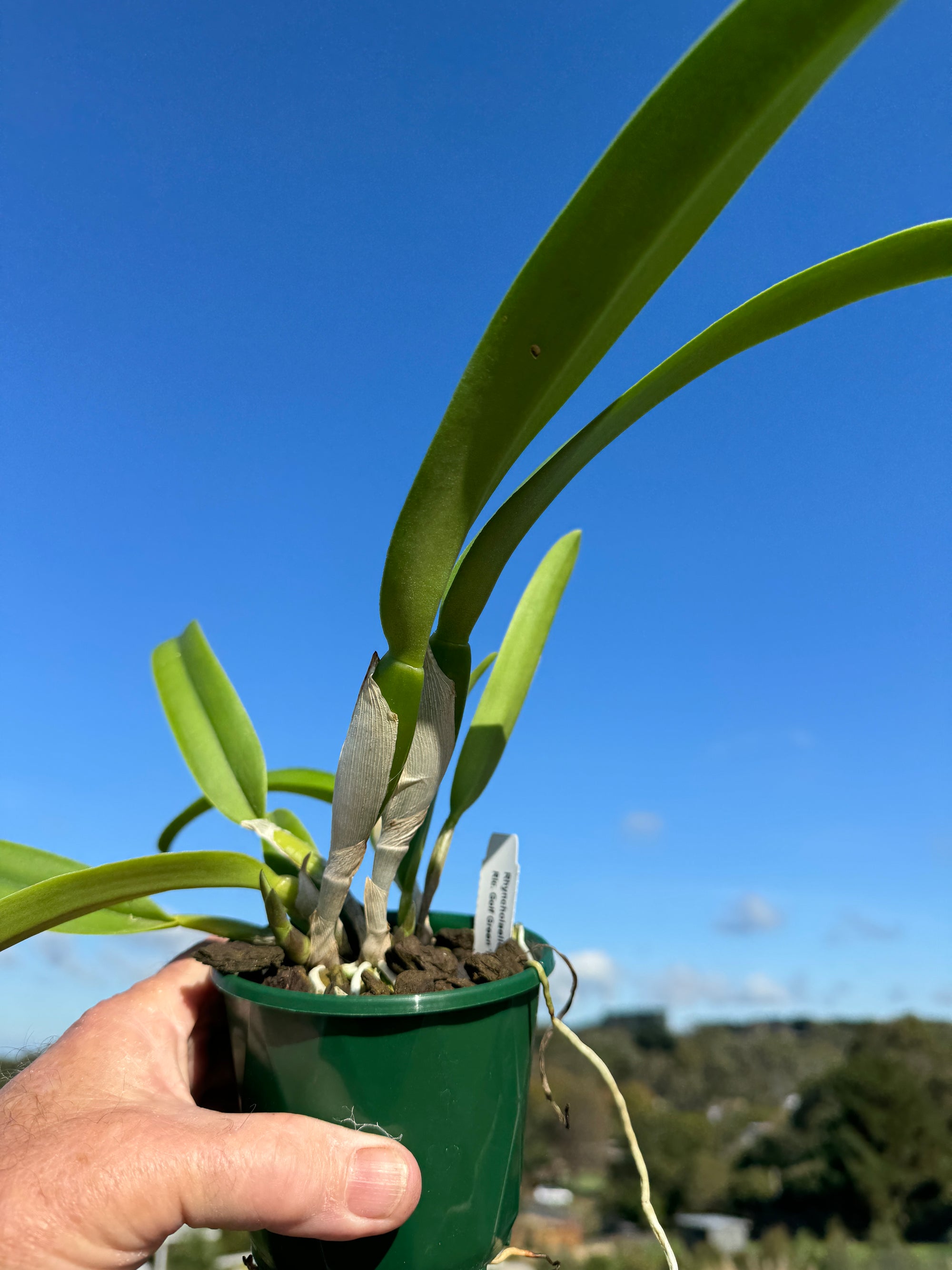 Cattleya Alliance Rlc Golf Green 'Hair Pig'