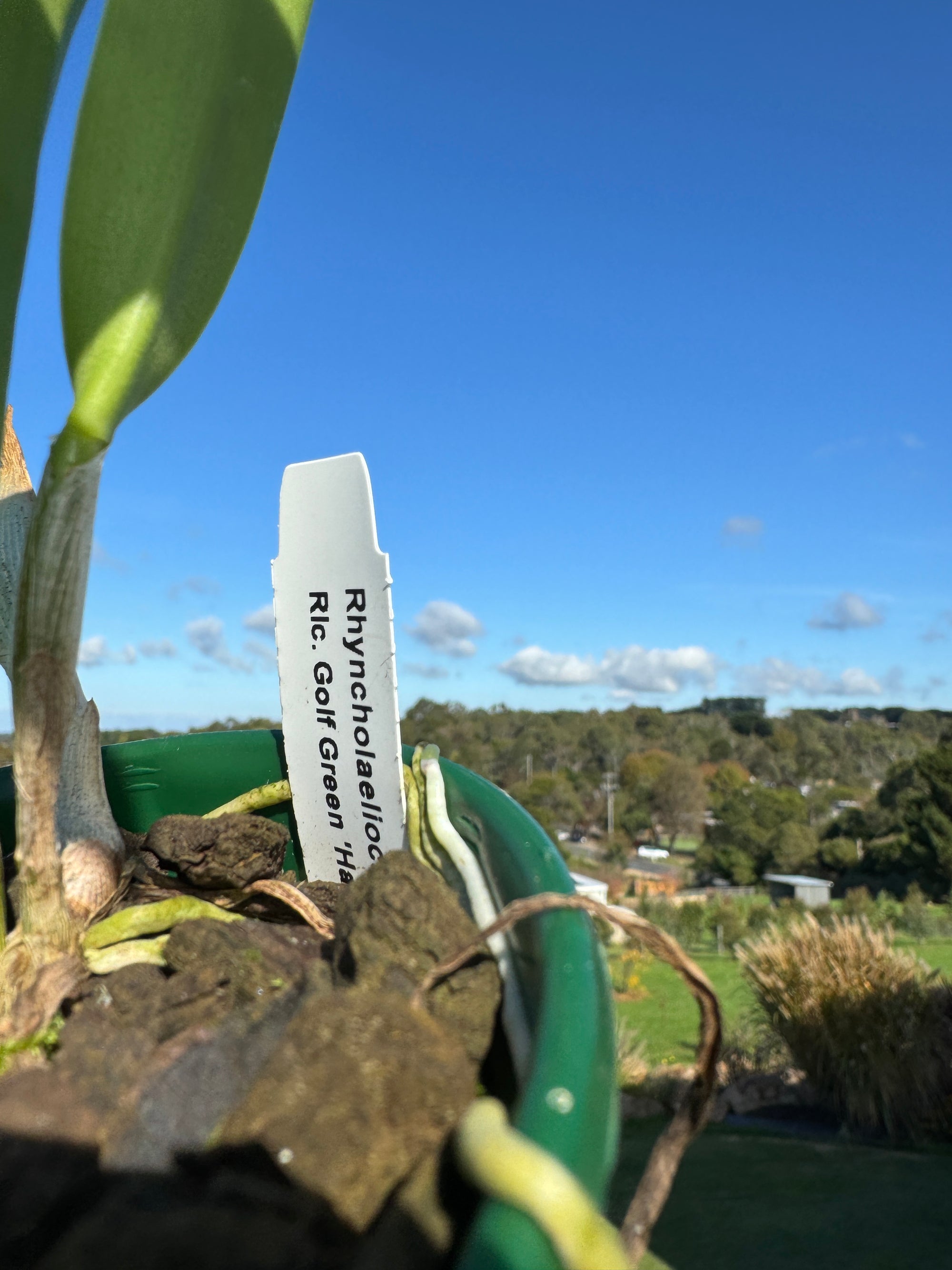 Cattleya Alliance Rlc Golf Green 'Hair Pig'