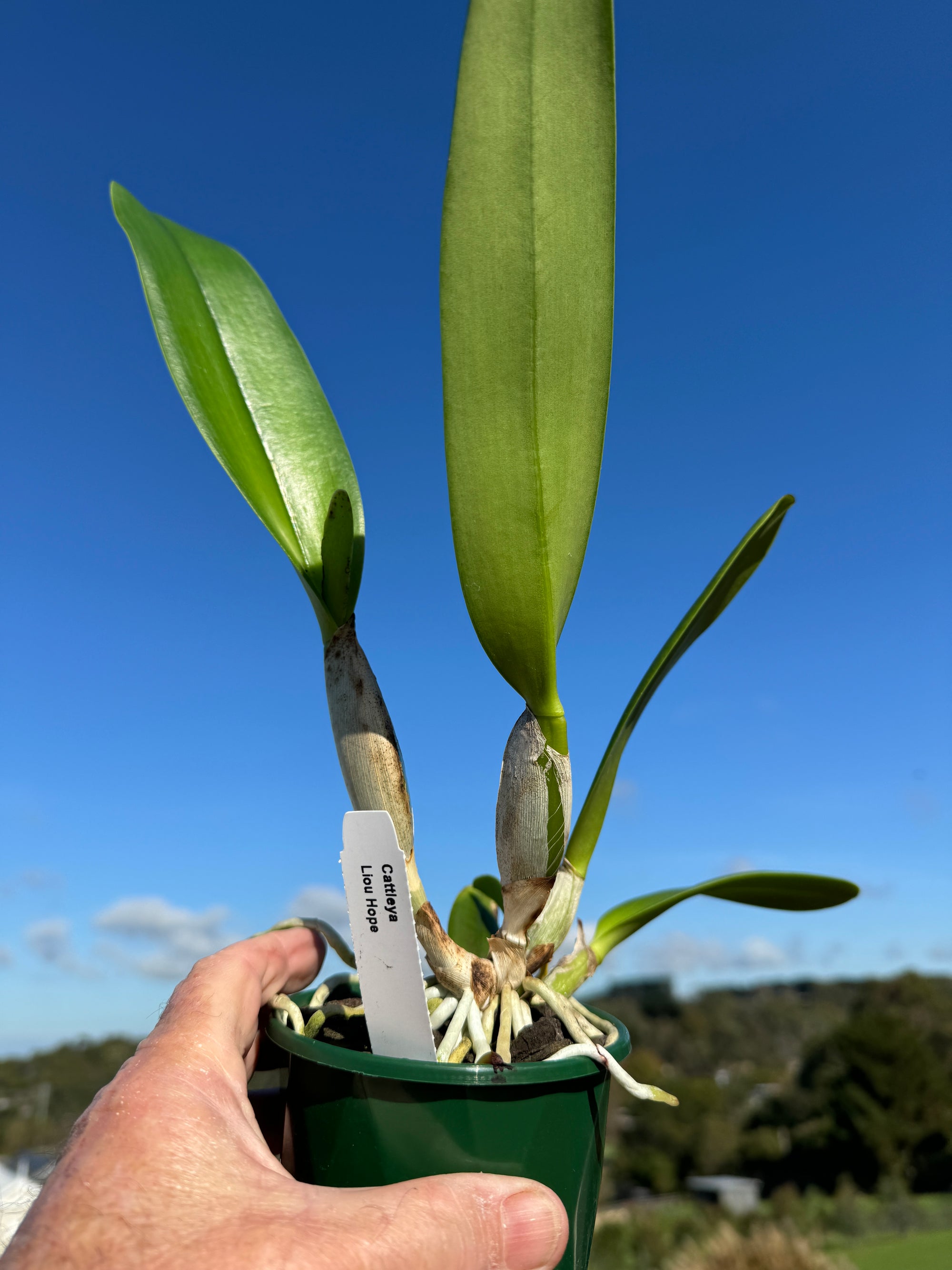 Cattleya Alliance Rlc. Liou Hope