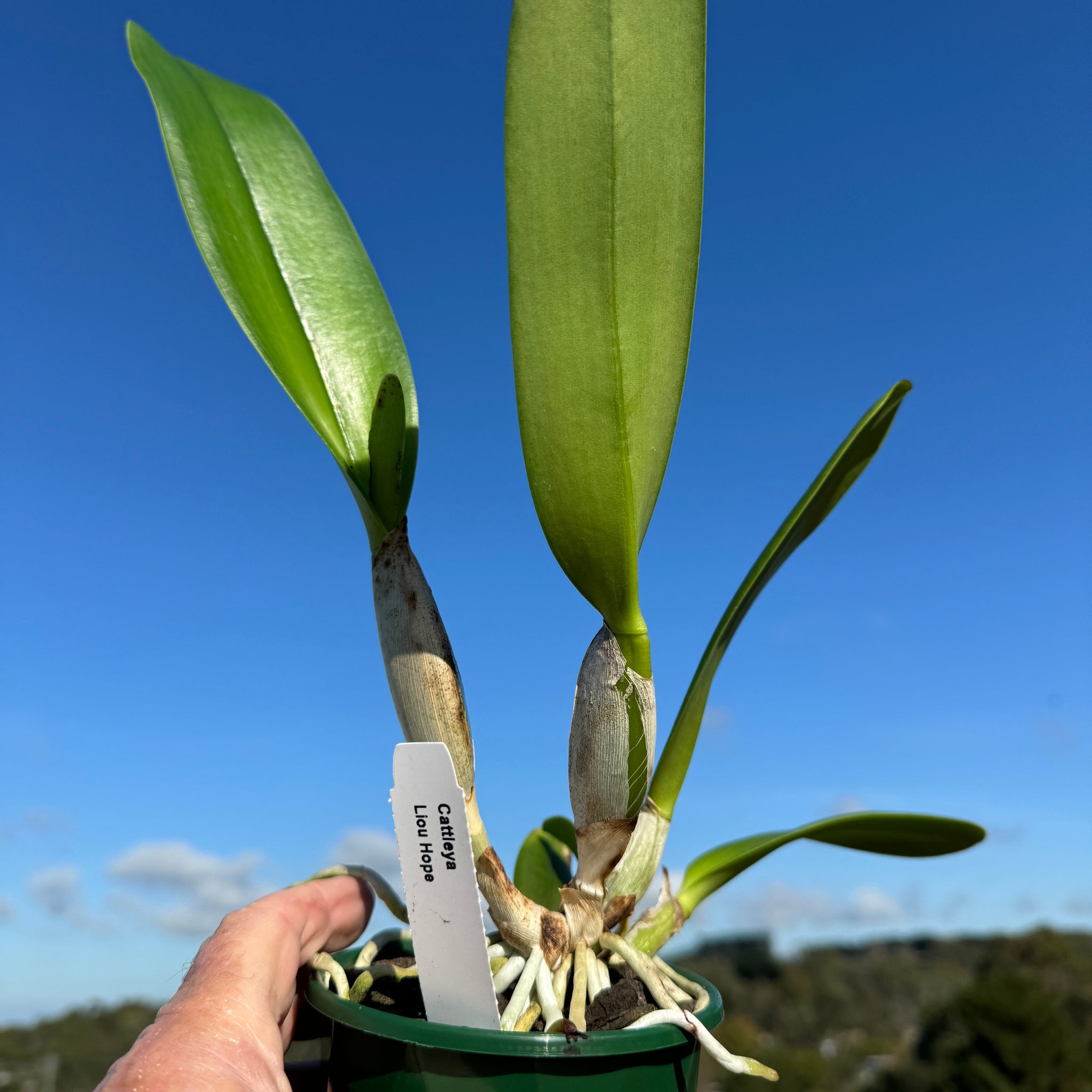 Cattleya Alliance Rlc. Liou Hope