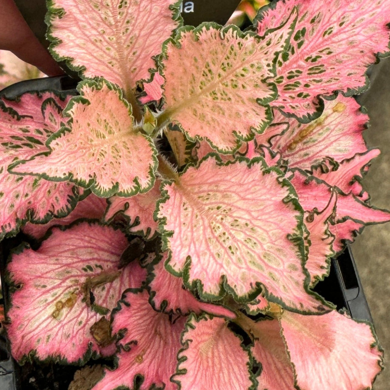 Fittonia 'Pinky'