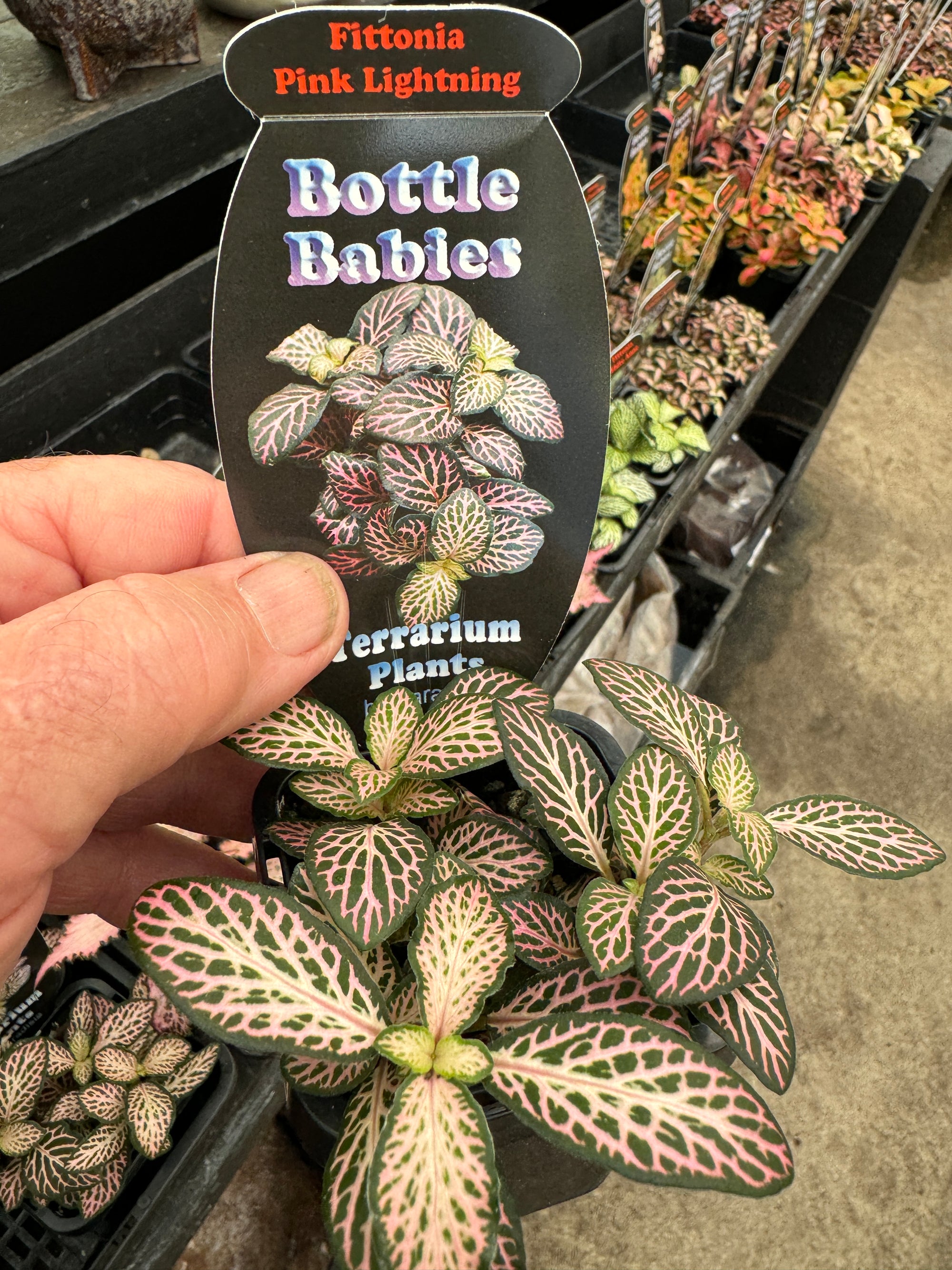 Fittonia 'Pink Lightning' - The Colour-Changing Nerve Plant