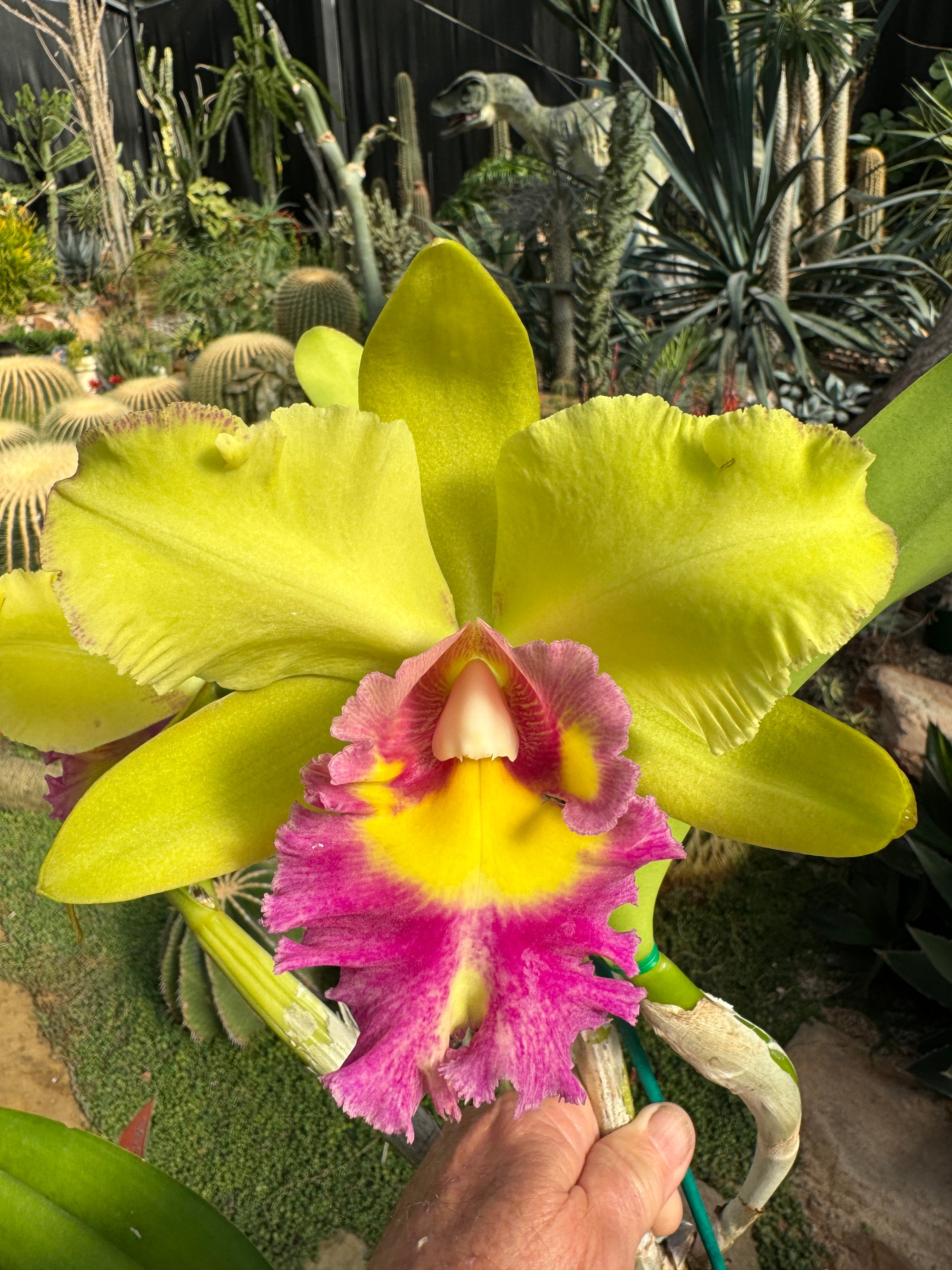 Cattleya Alliance Rlc. Songkwae Gold '#2'