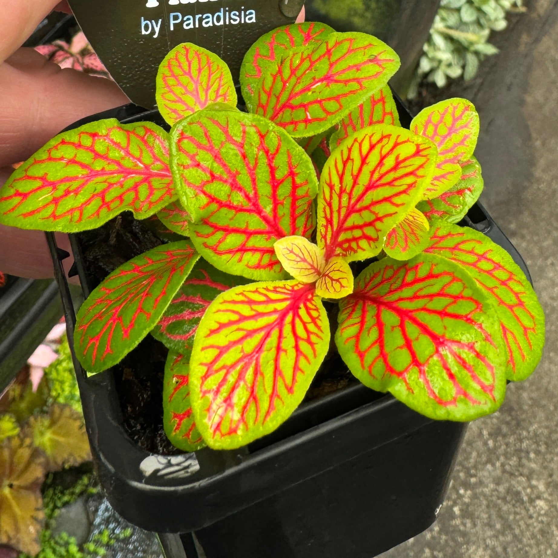 Fittonia 'Jade'