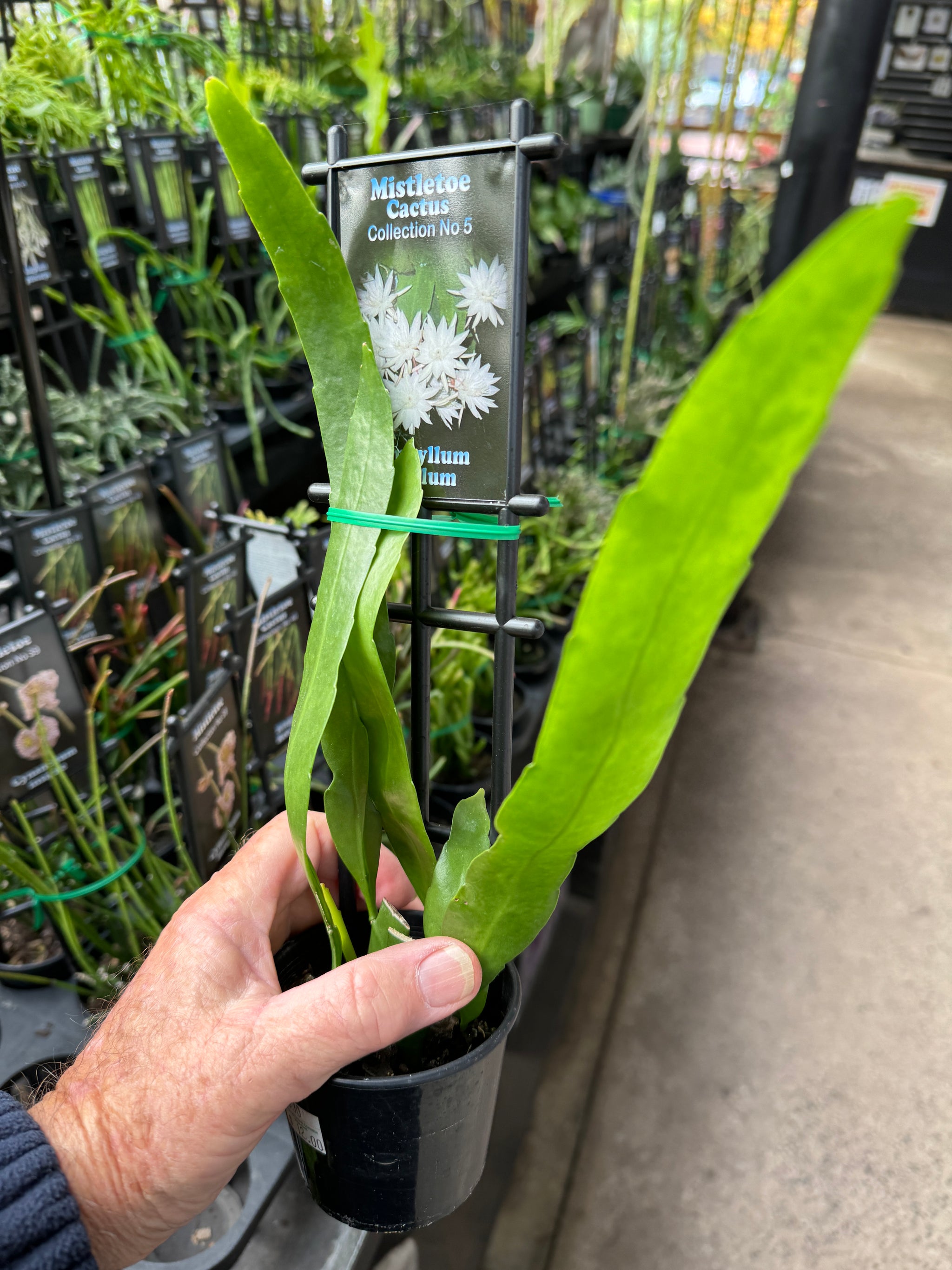 Epiphyllum pumilum - Orchid Cactus