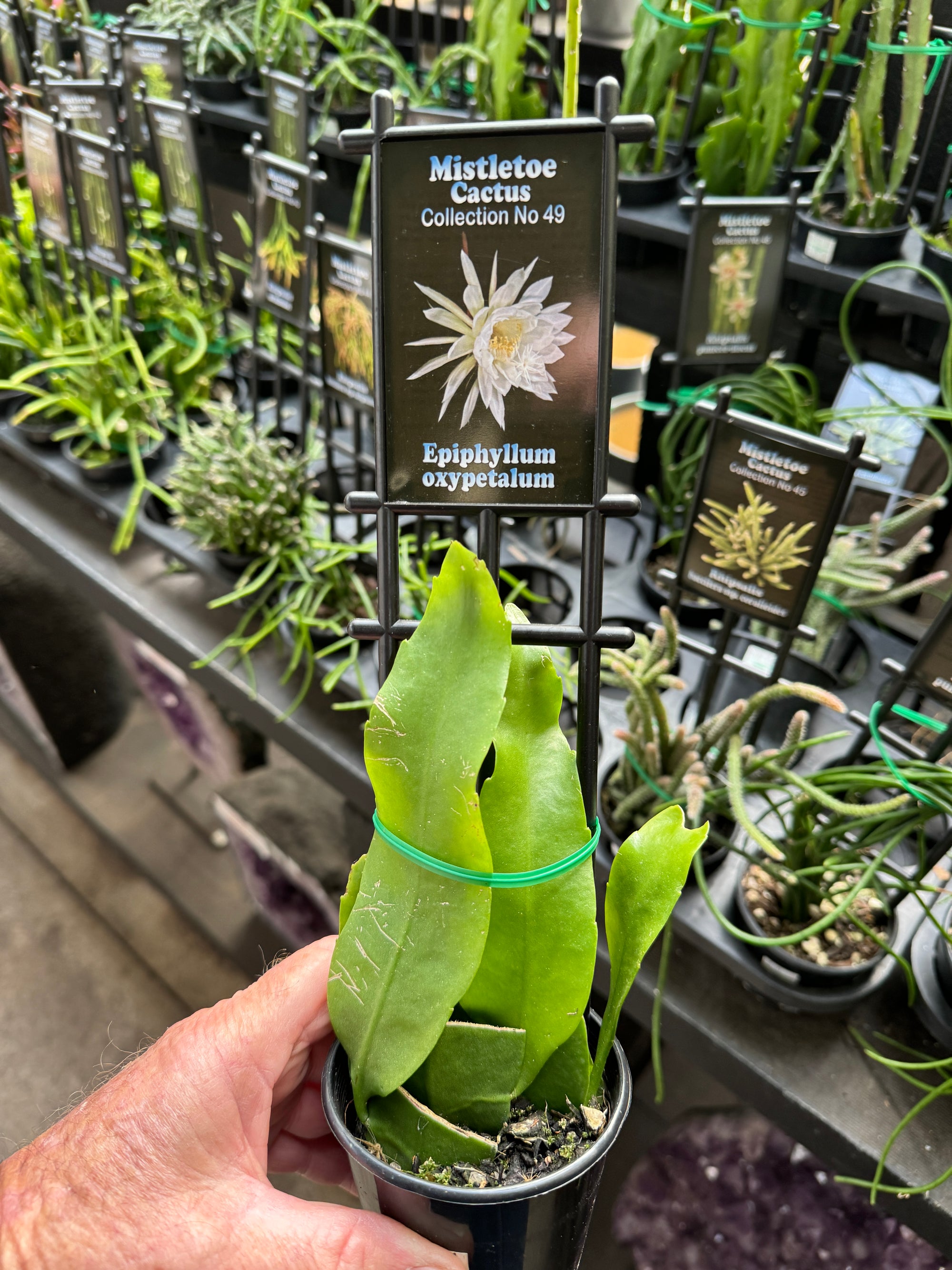 Epiphyllum oxypetalum - Queen of the Night - Night Blooming Cactus