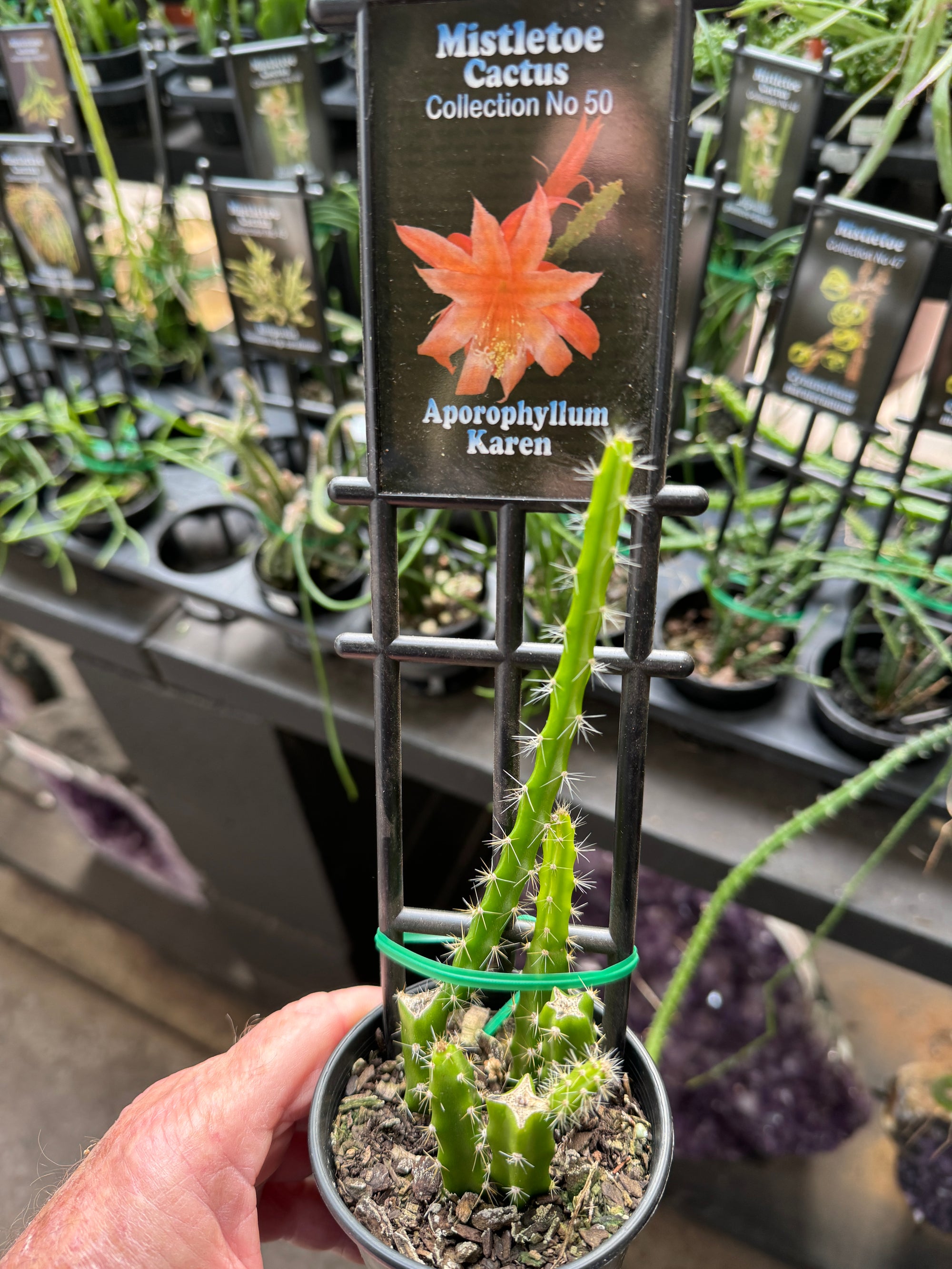 Aporophyllum 'Karen' - Mistletoe Cactus