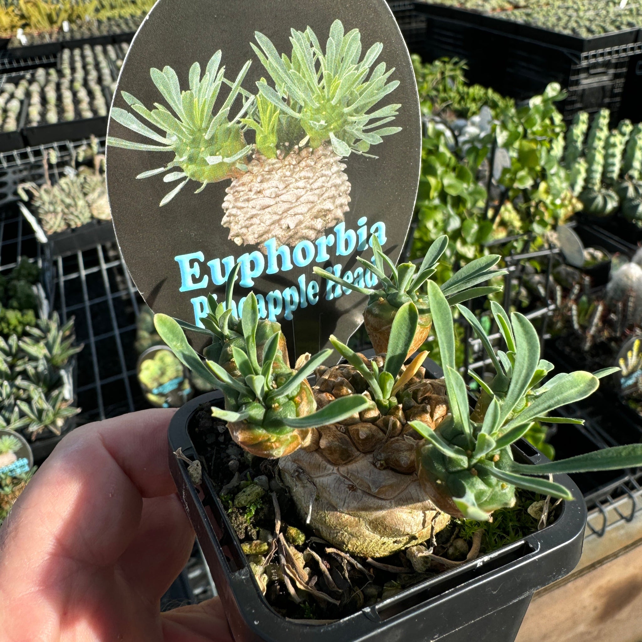 Euphorbia 'Pineapple Head' (WA Prohibited)