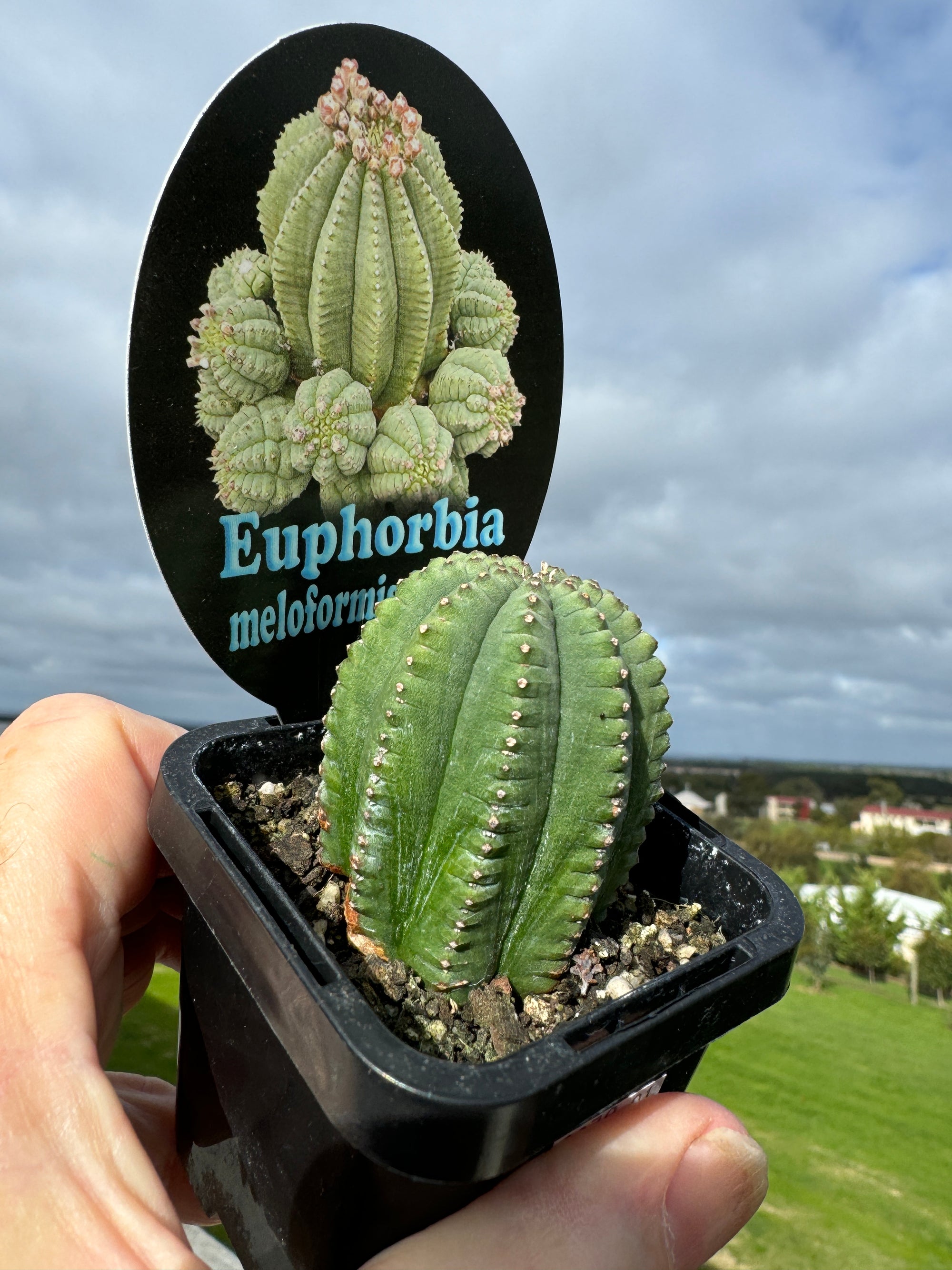 Euphorbia meloformis var. falsa - The False Melon Spurge (WA Prohibited)