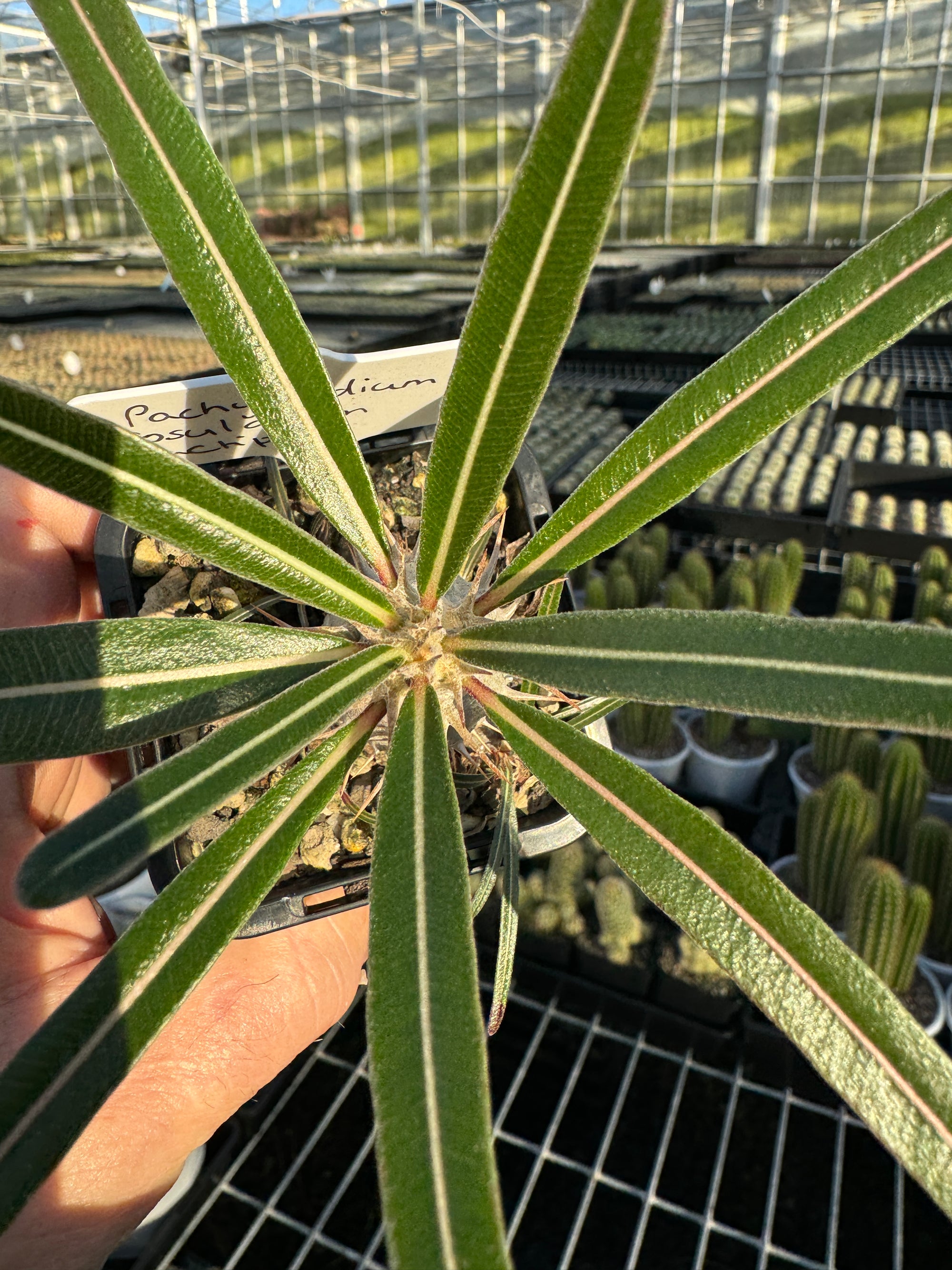 Pachypodium rosulatum subsp. cactipes – Elephant's Foot Cactus
