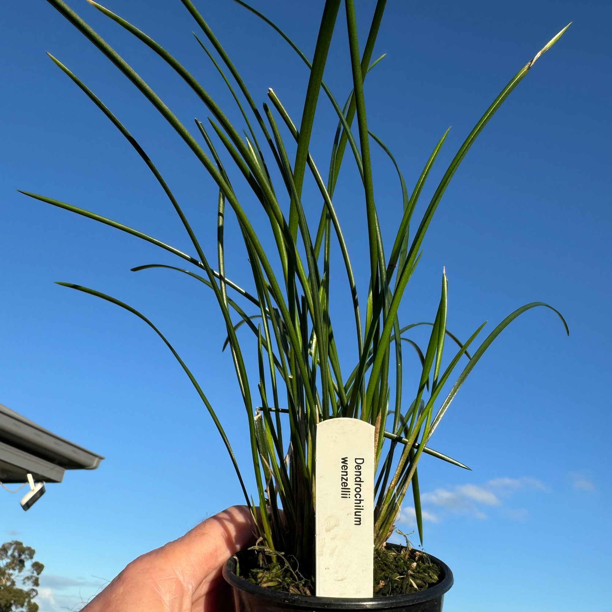 Coelogyne wenzelii (syn. Dendrochilum wenzellii) - The Chain Orchid