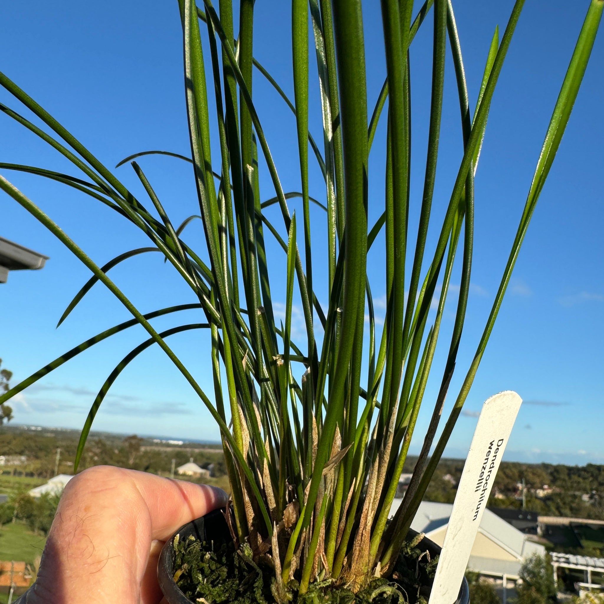 Coelogyne wenzelii (syn. Dendrochilum wenzellii) - The Chain Orchid