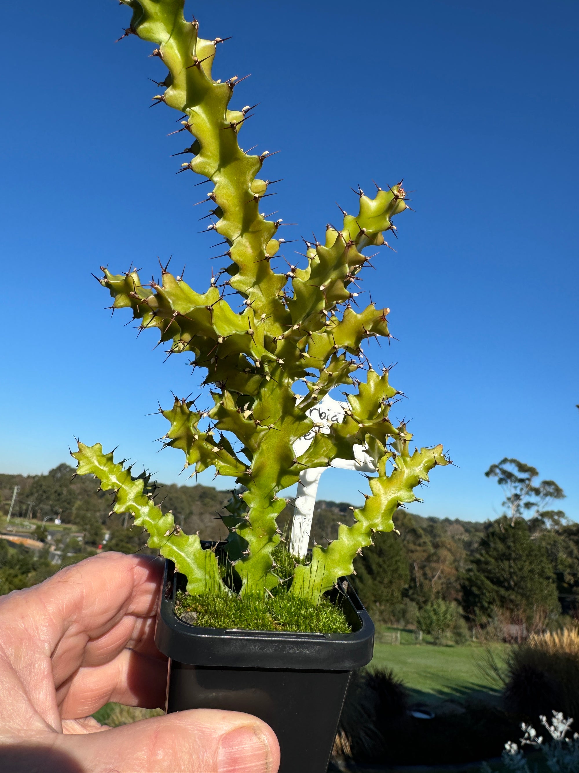 Euphorbia wakefieldii - The Green African Candelabra (WA Prohibited)