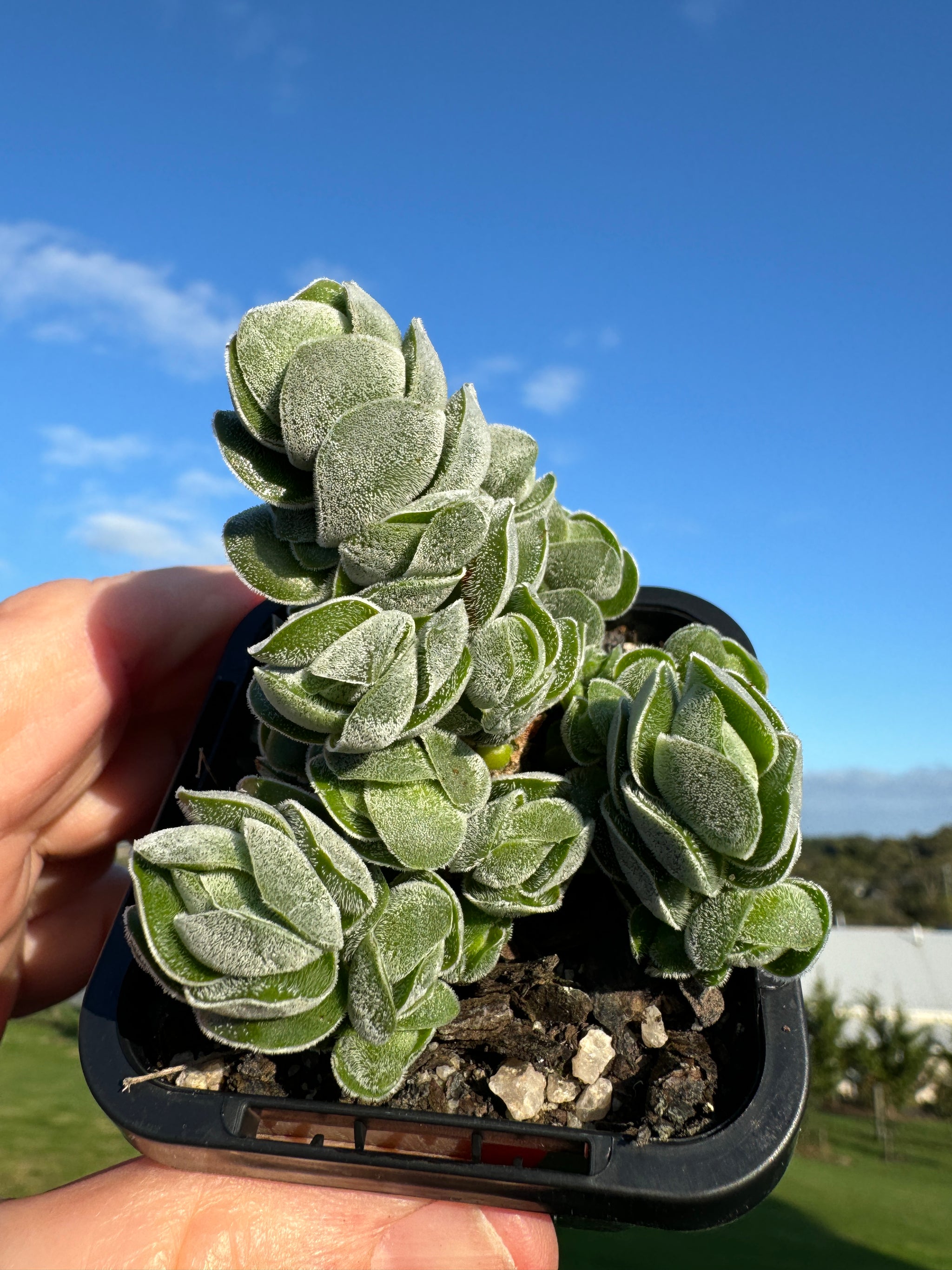 Crassula 'Ivory Pagoda'  (WA Prohibited)
