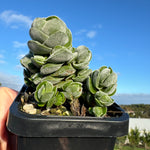 Crassula 'Ivory Pagoda'  (WA Prohibited)