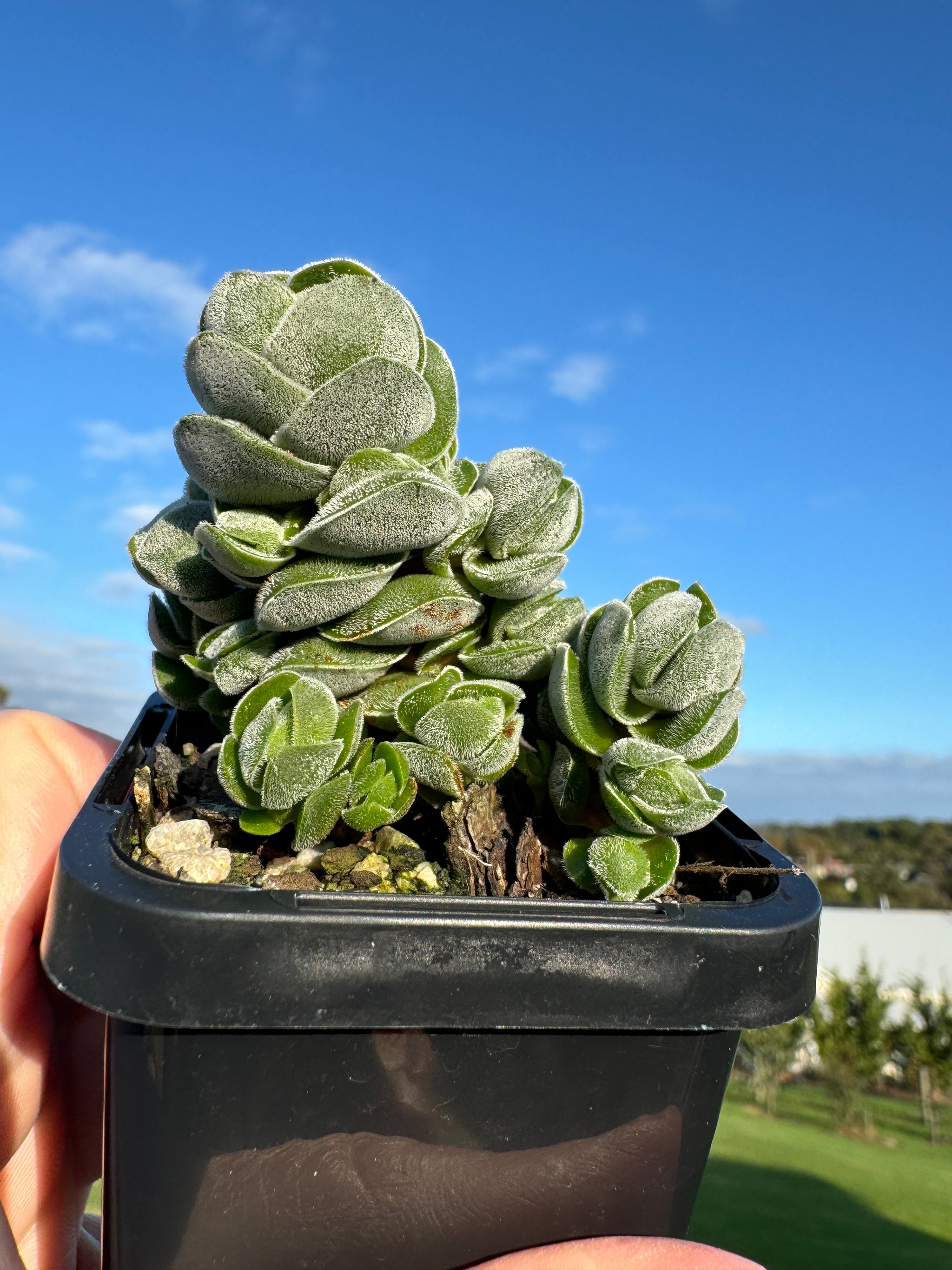 Crassula 'Ivory Pagoda'  (WA Prohibited)