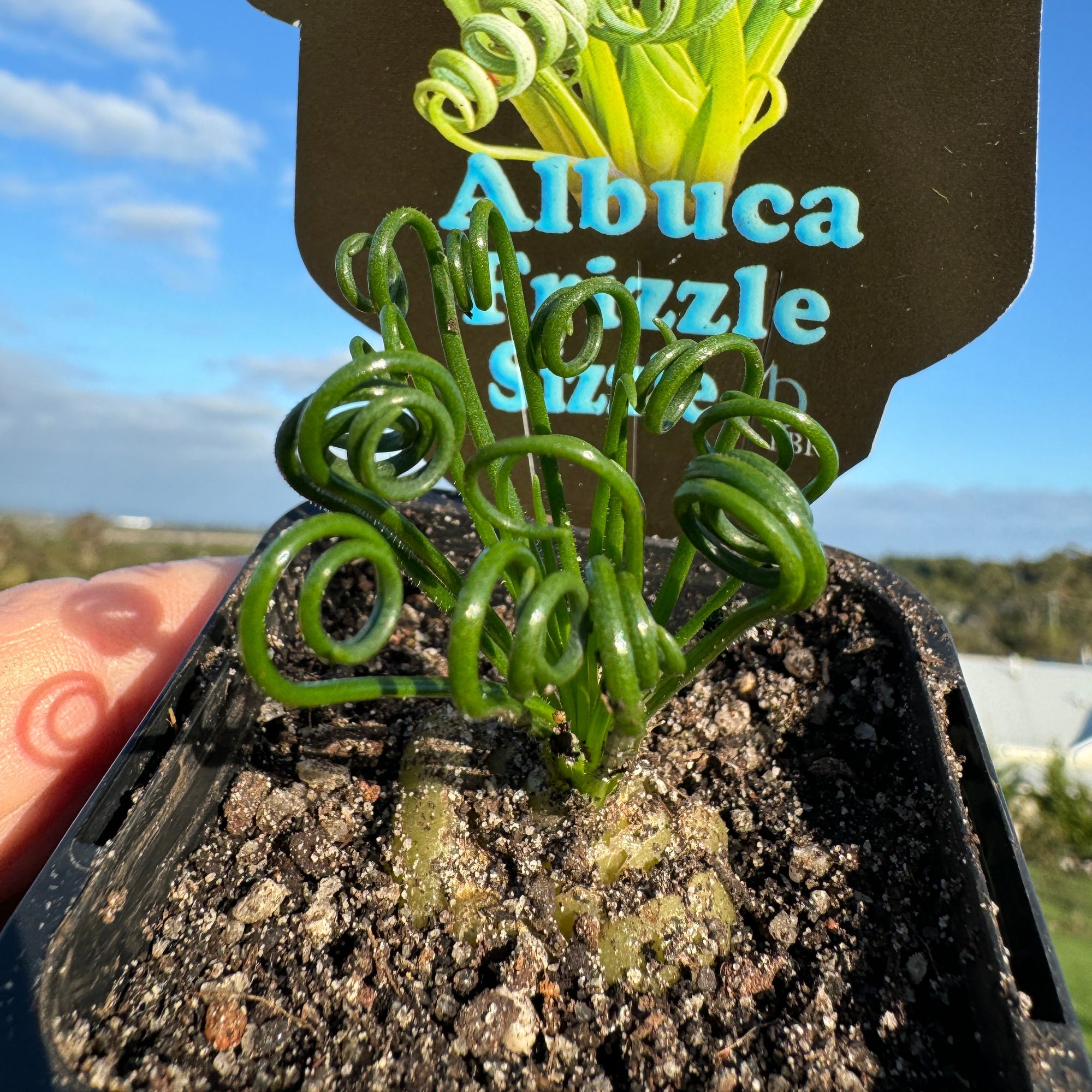 Albuca spiralis 'Frizzle Sizzle'