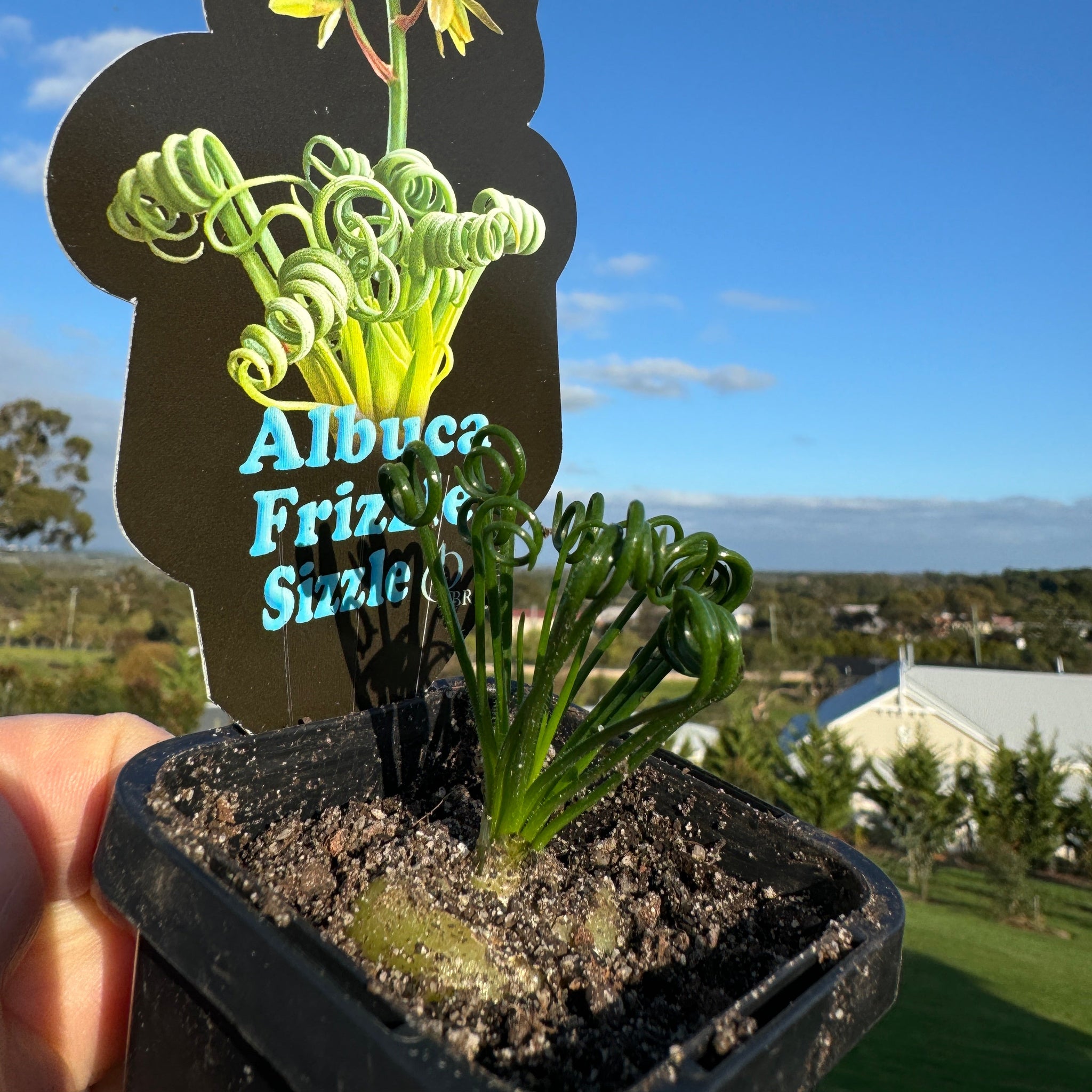 Albuca spiralis 'Frizzle Sizzle'