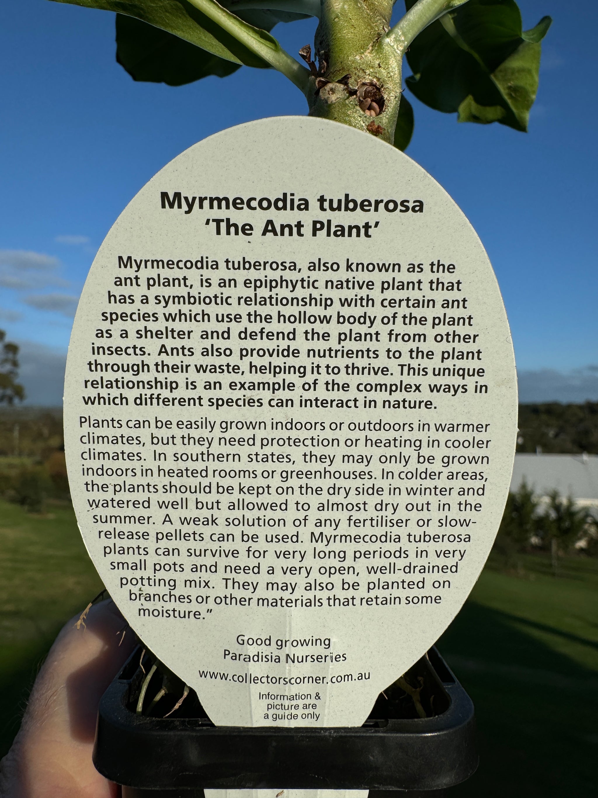 Myrmecodia tuberosa - Ant Plant