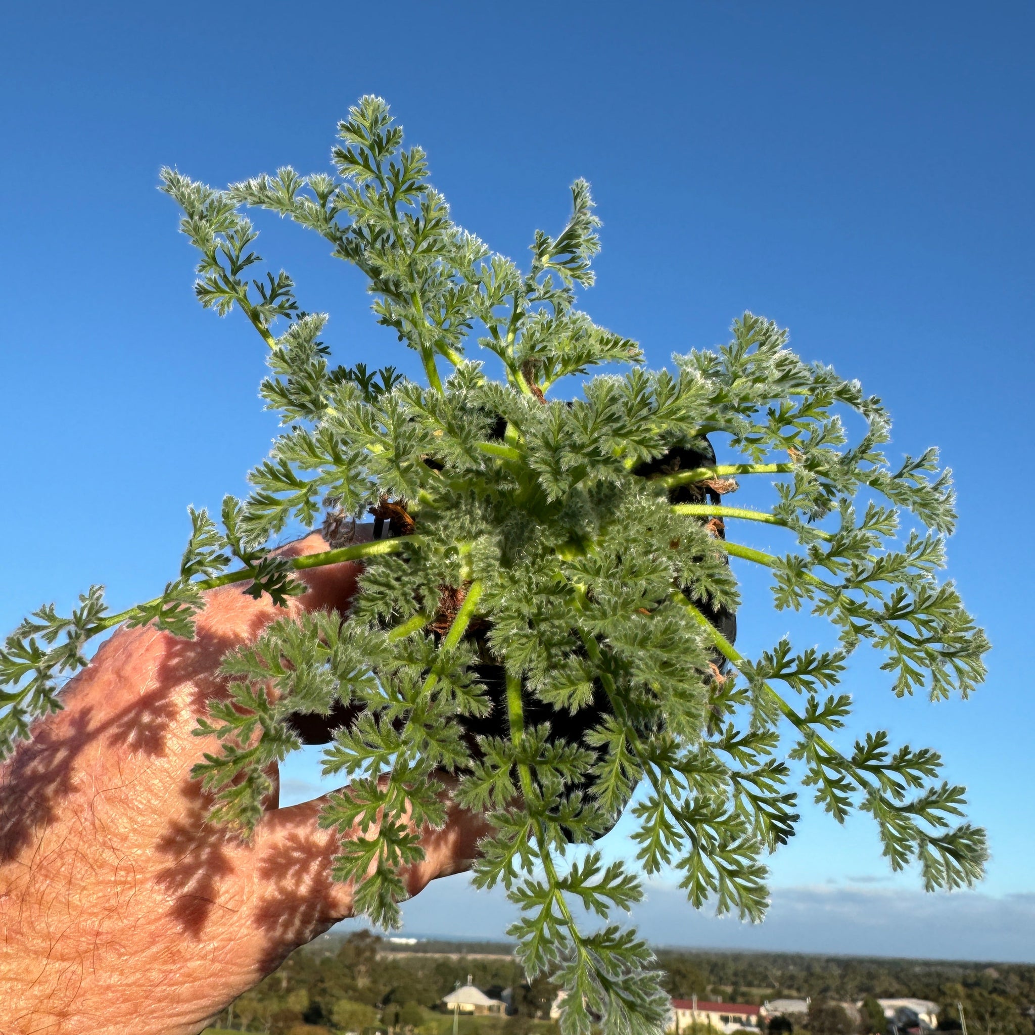 Pelargonium appendiculatum