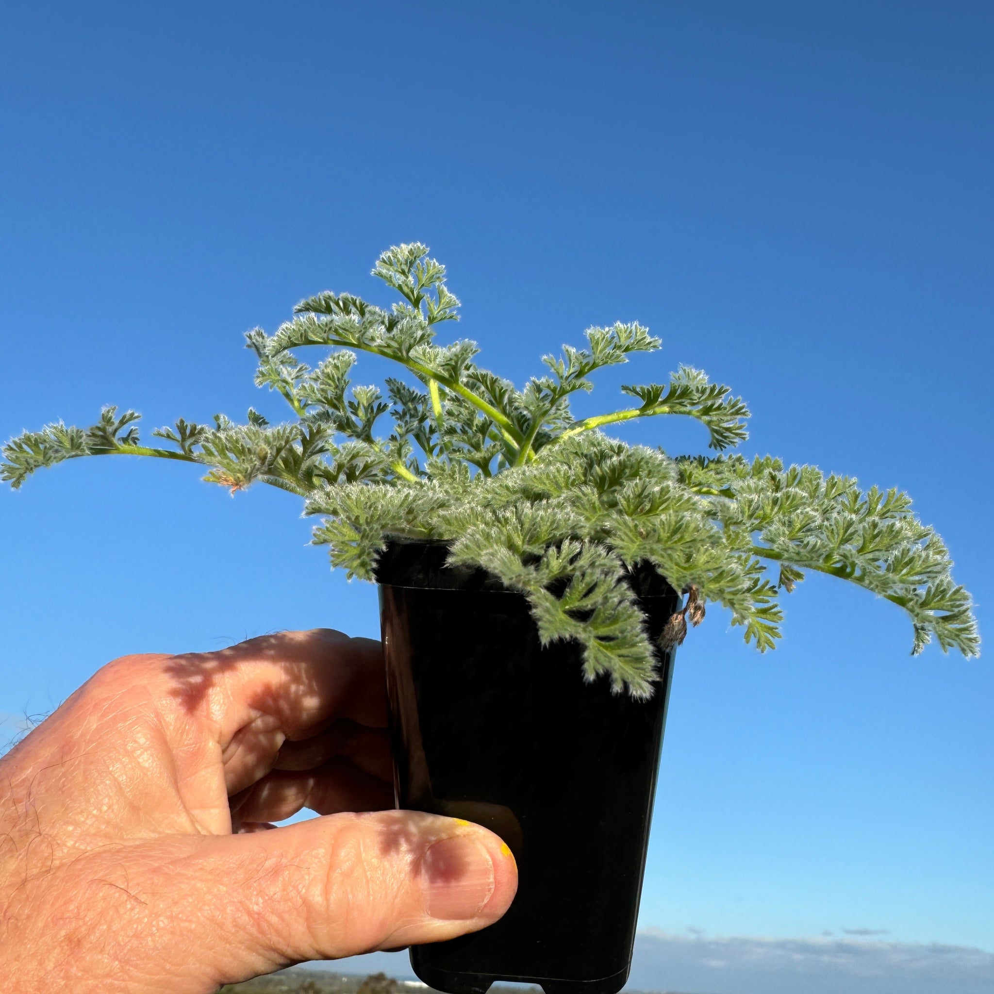 Pelargonium appendiculatum