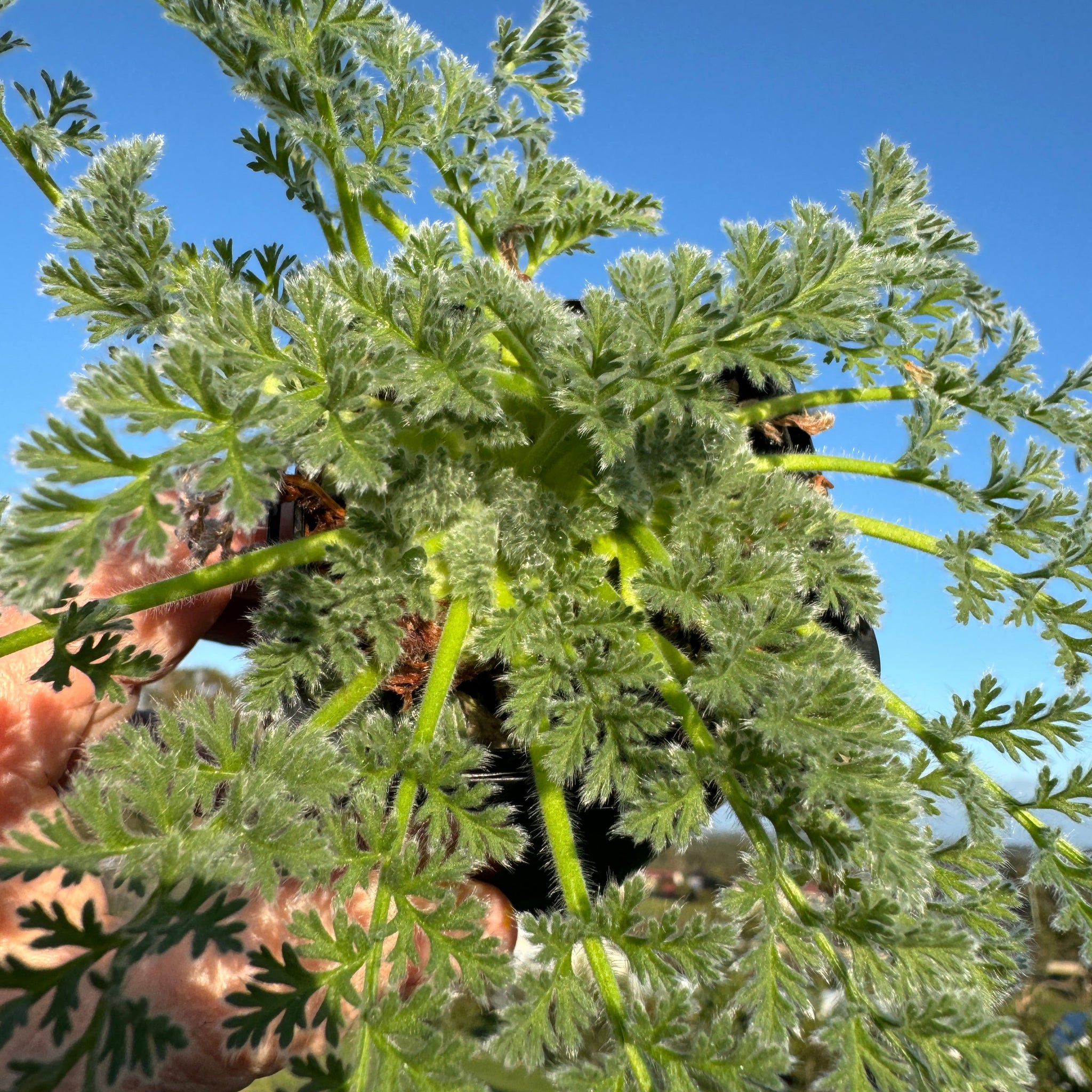 Pelargonium appendiculatum