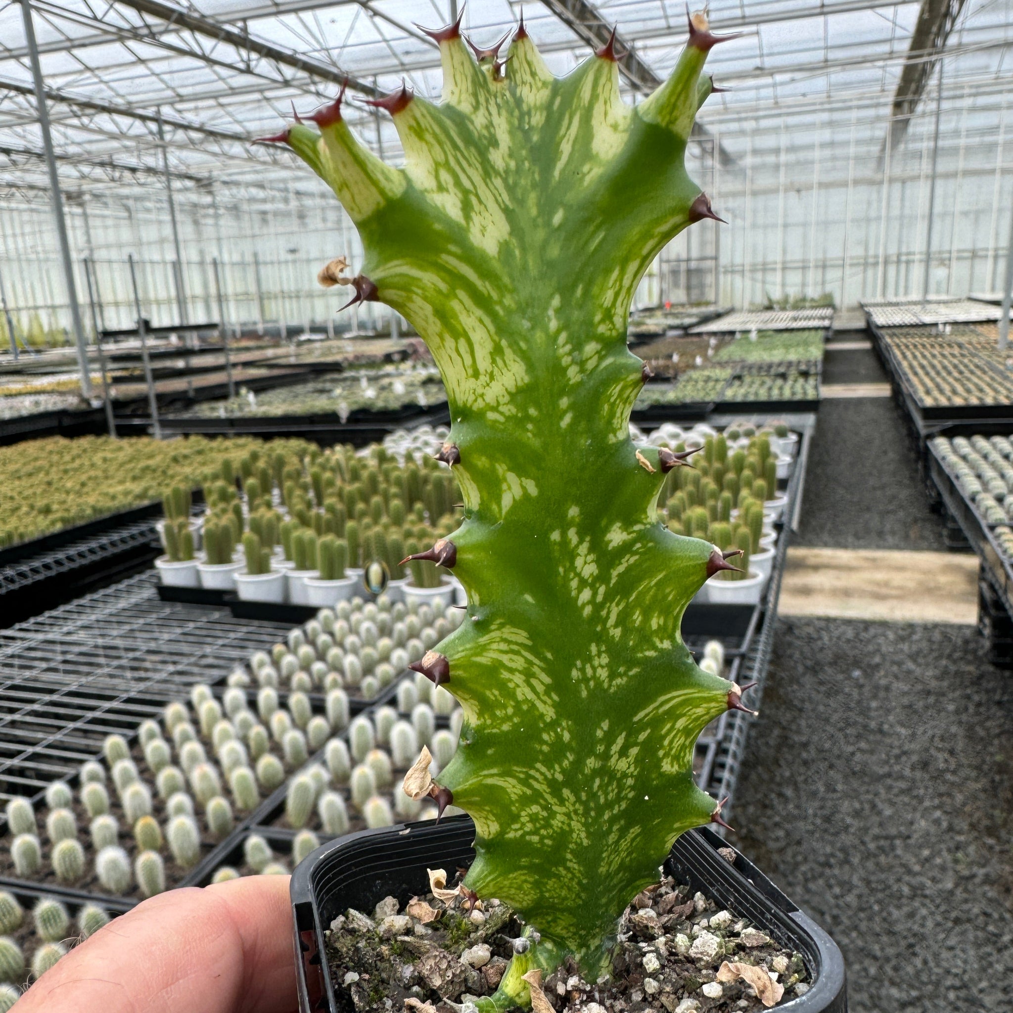 Euphorbia lactea 'Dragon Bones' Variegated (WA Prohibited)