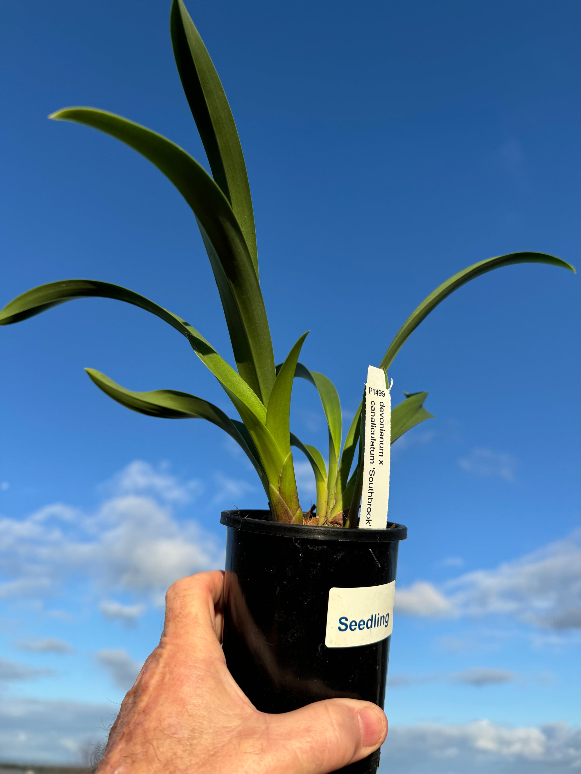 Cymbidium devonianum x caniliculatum