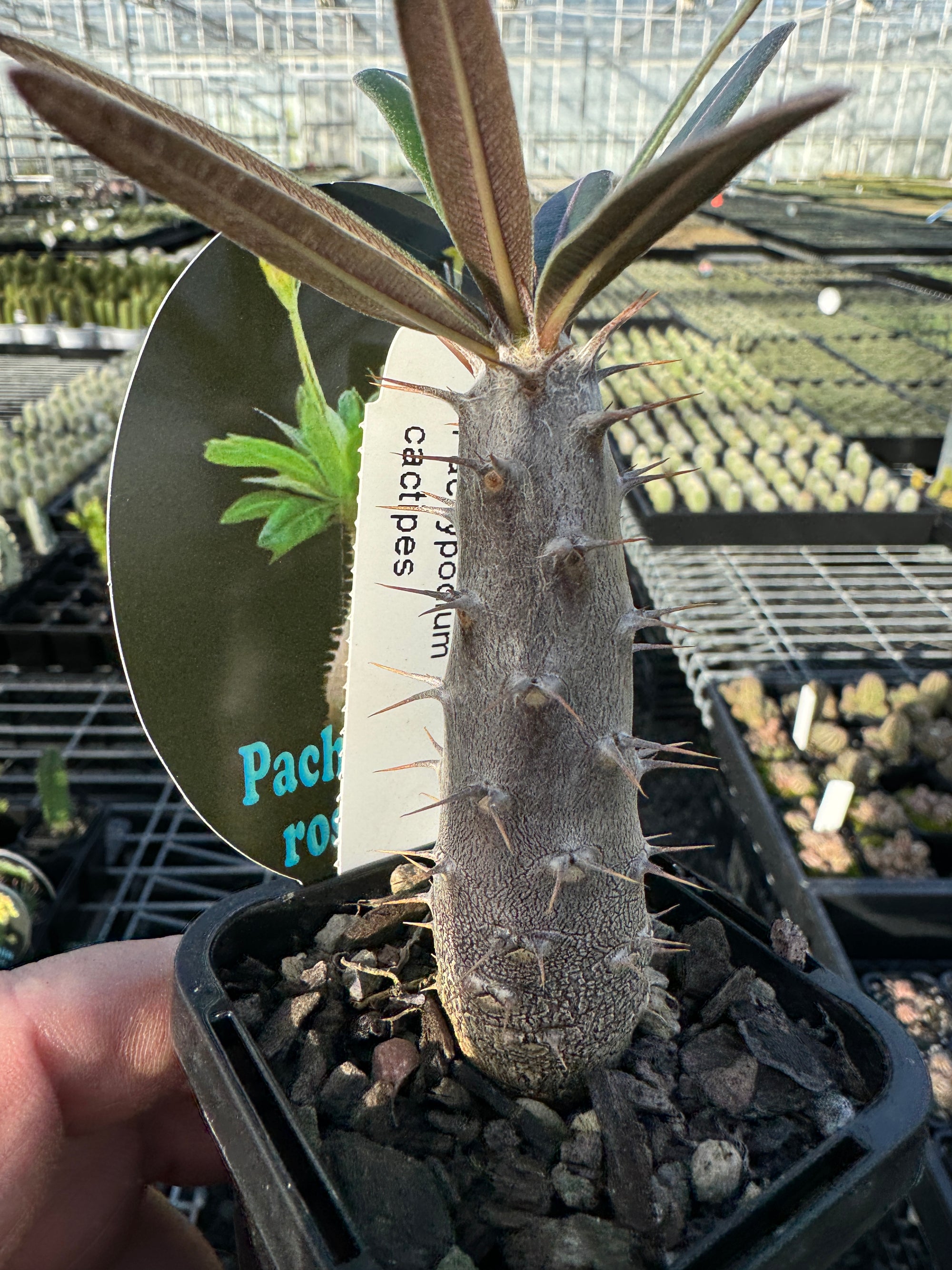 Pachypodium rosulatum subsp. cactipes – Elephant's Foot Cactus