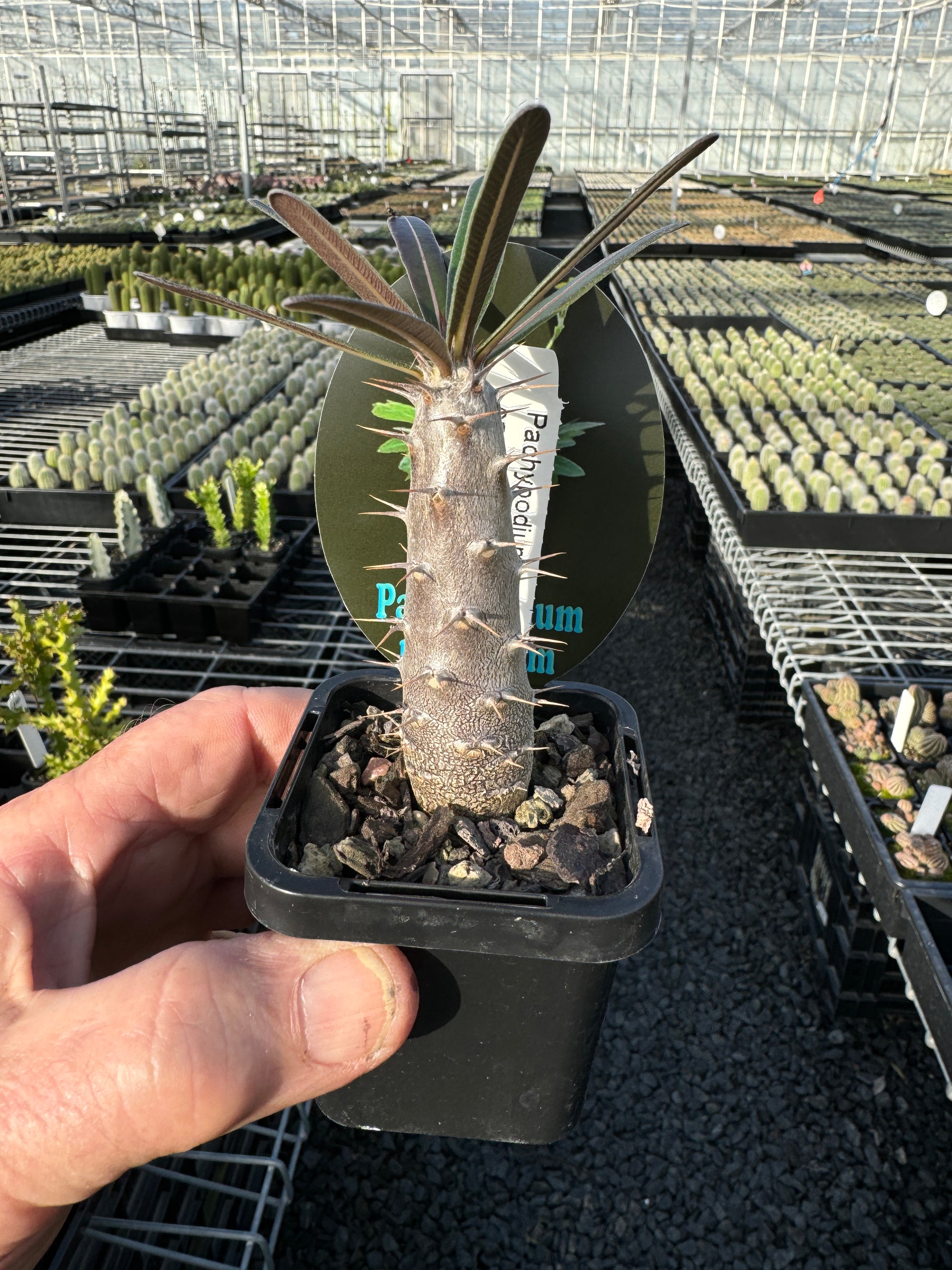 Pachypodium rosulatum subsp. cactipes – Elephant's Foot Cactus