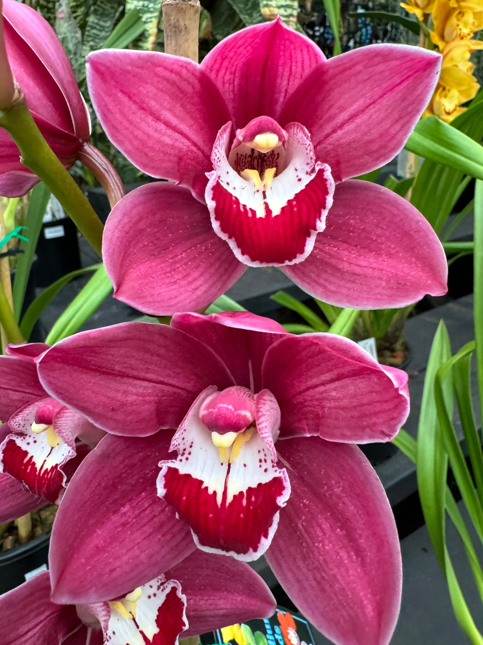 Cymbidium Rotorua 'Rose' 2n