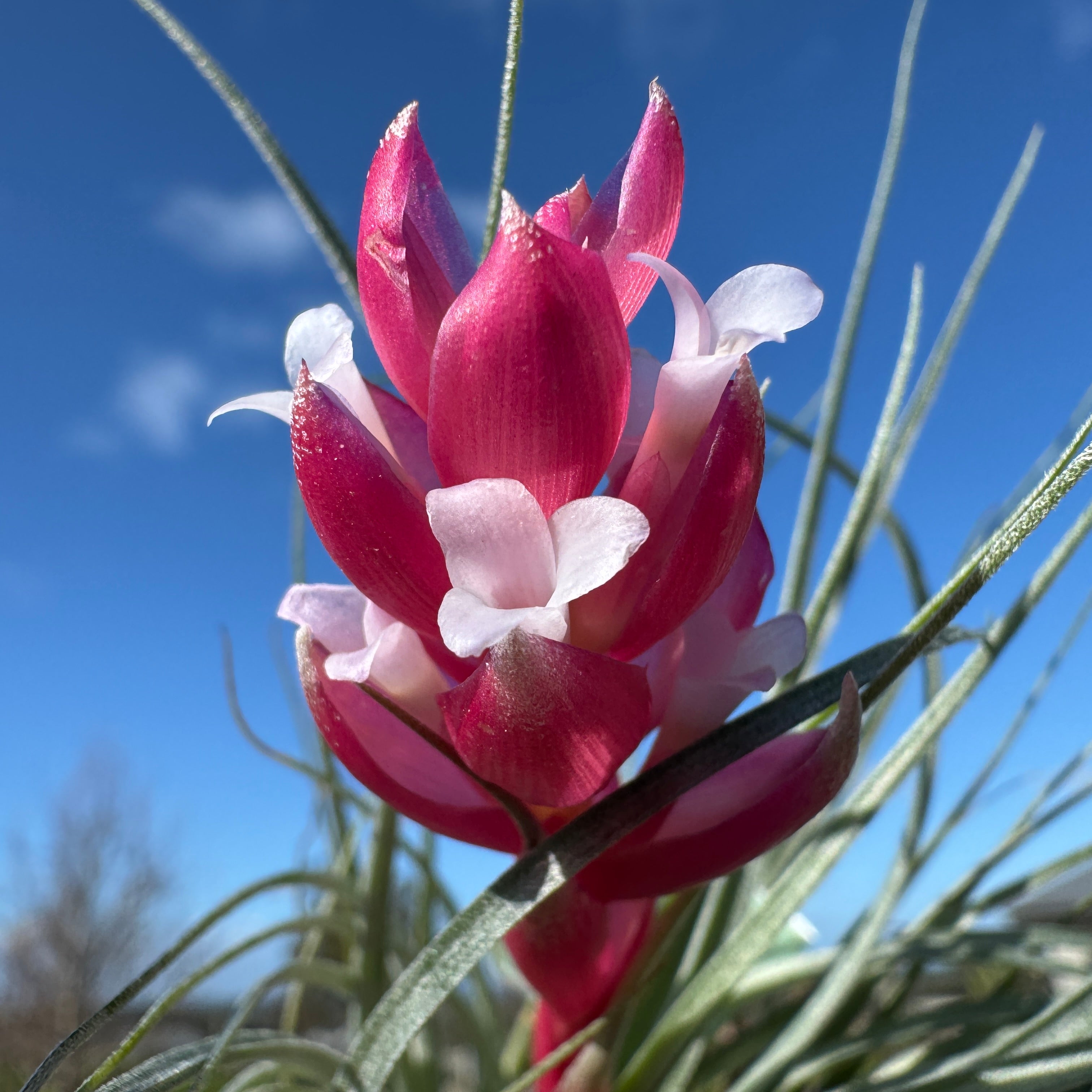 houston cotton candy air plant Tillandsia 'Houston' – Collectors Online