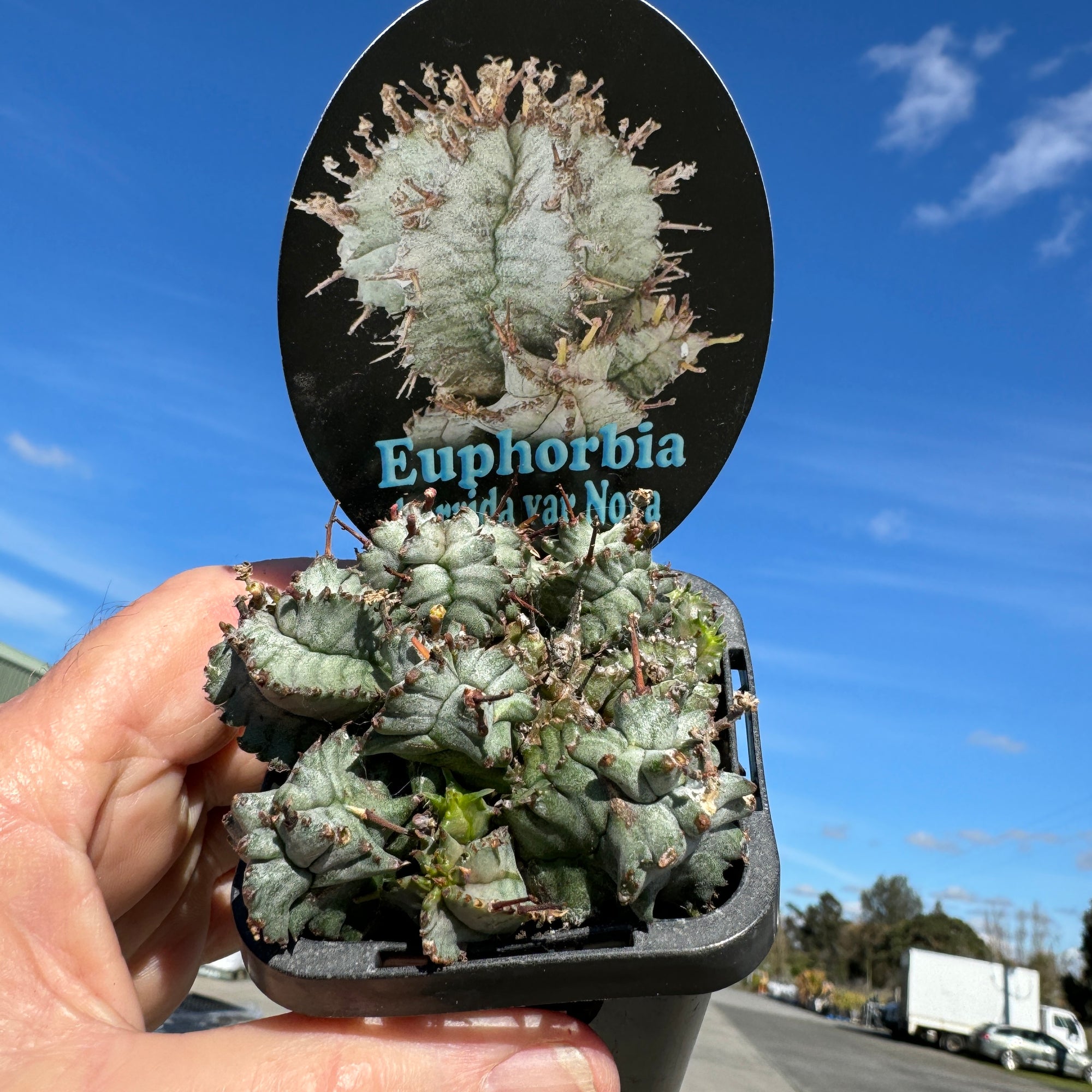 Euphorbia horrida var. nova (WA Prohibited)