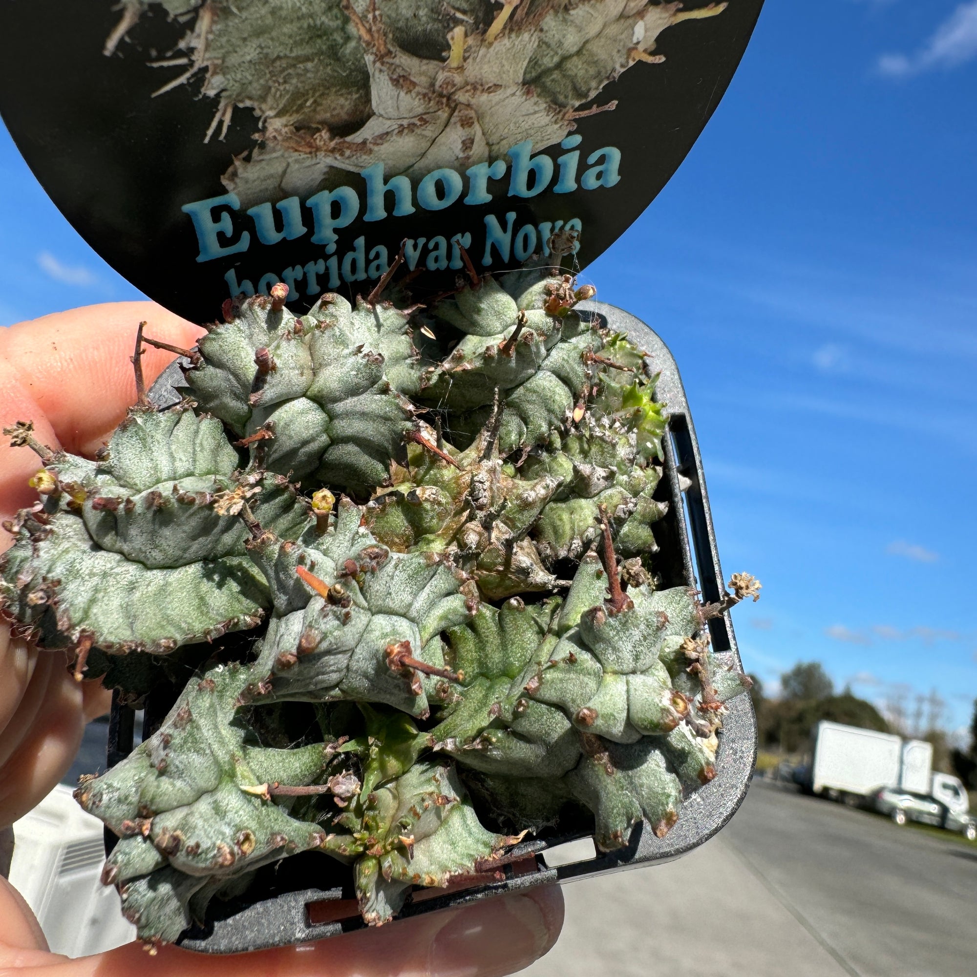Euphorbia horrida var. nova (WA Prohibited)