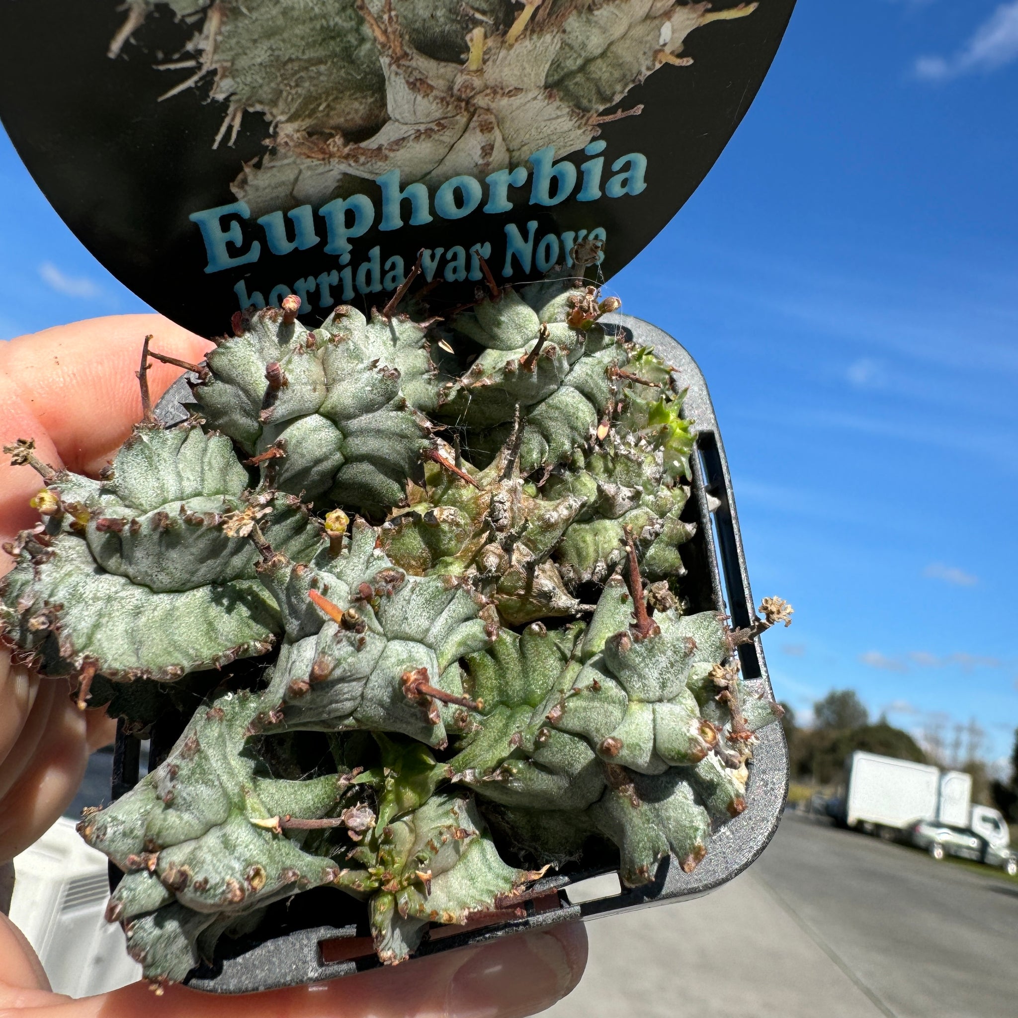 Euphorbia horrida var. nova (WA Prohibited)