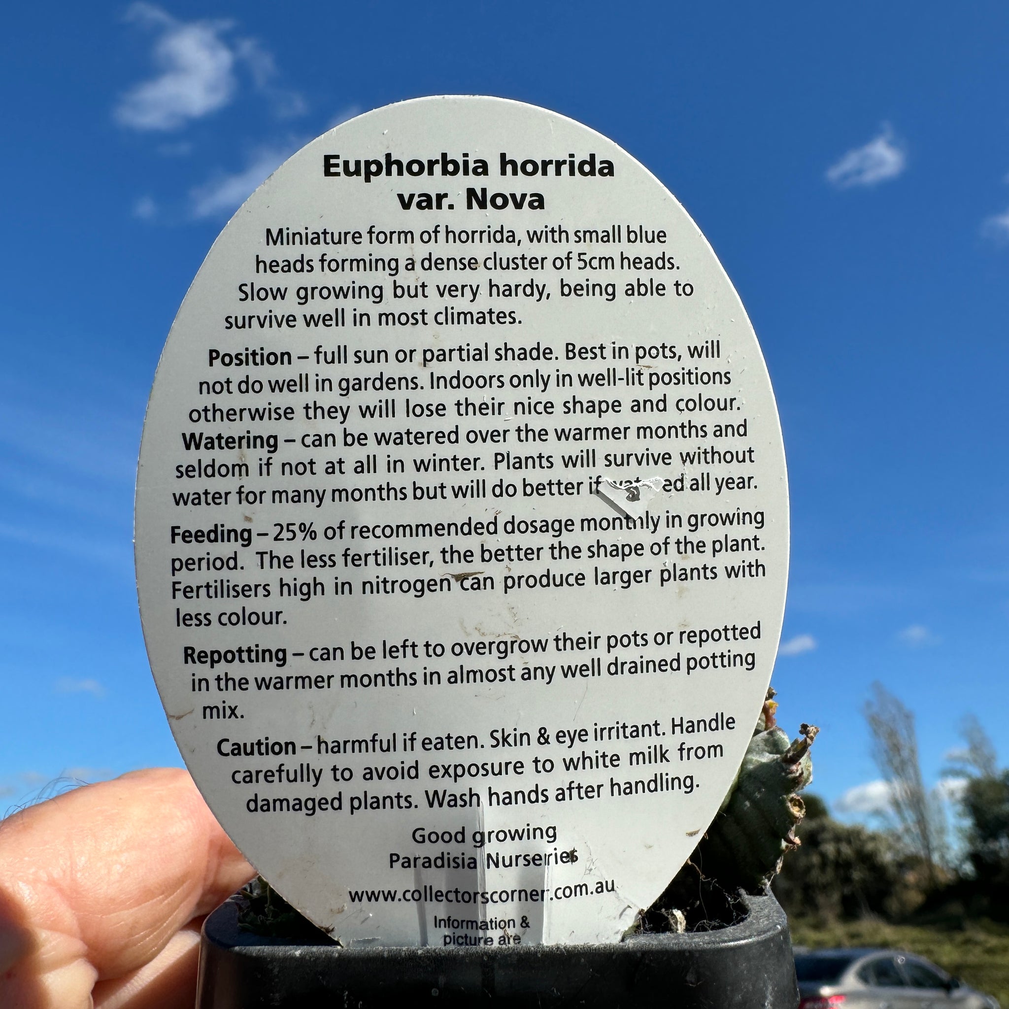 Euphorbia horrida var. nova (WA Prohibited)