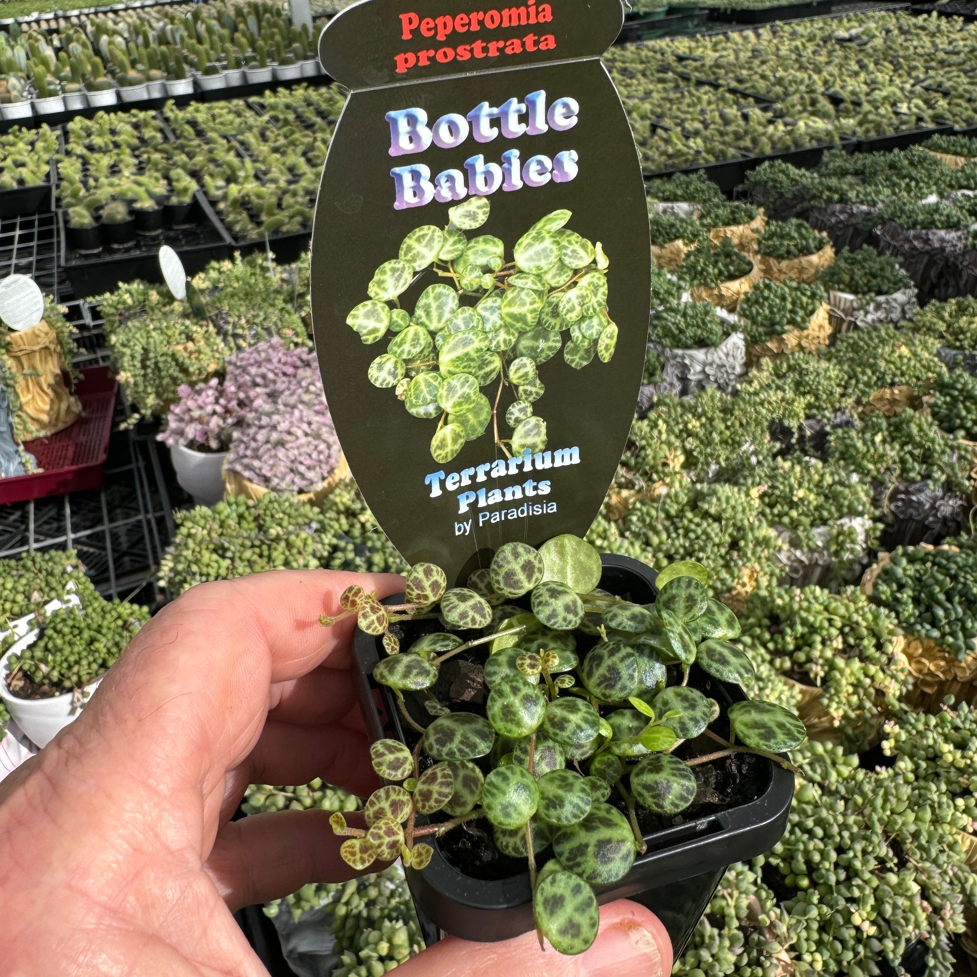 Peperomia prostrata 'String of Turtles' (Not WA)