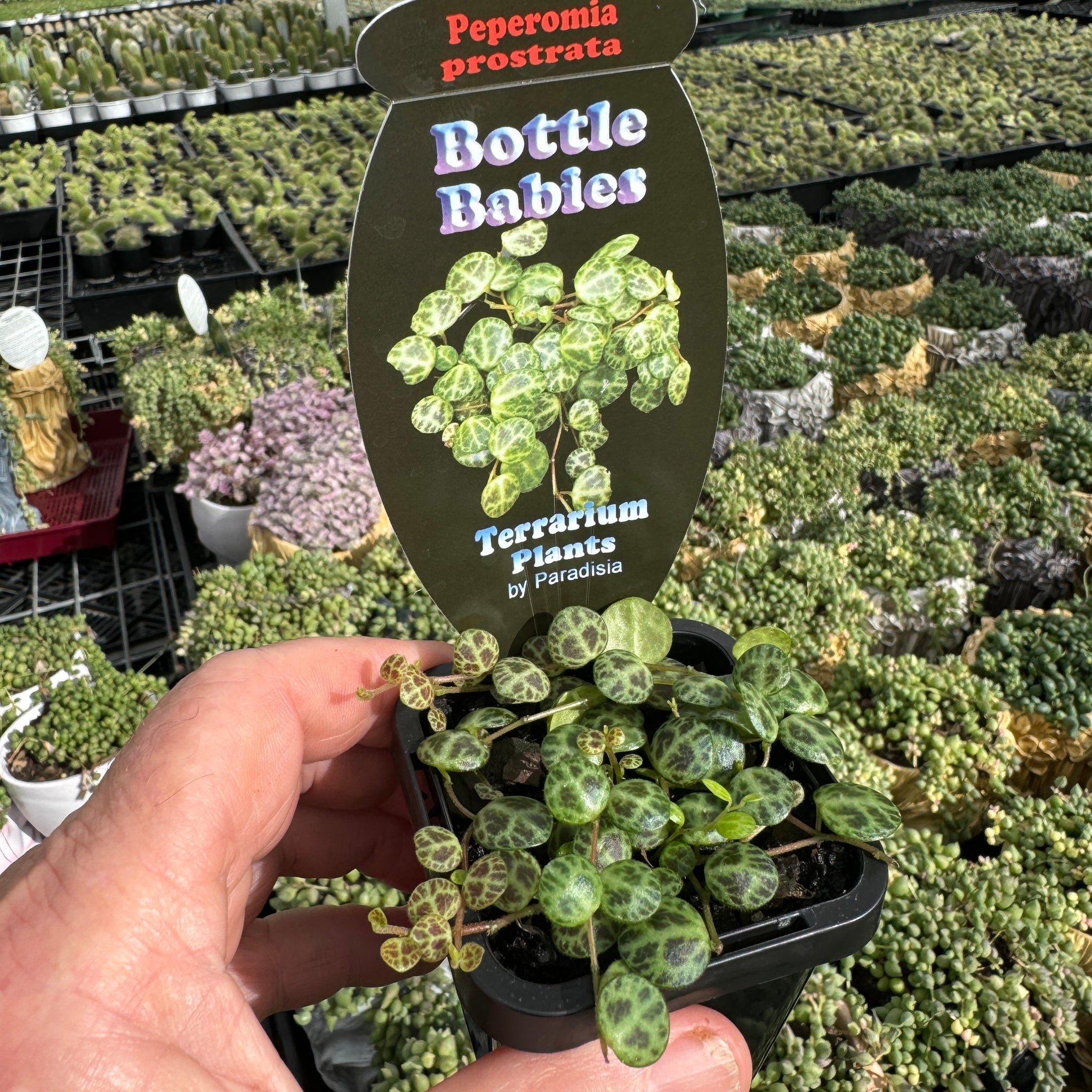 Peperomia prostrata 'String of Turtles' (Not WA)