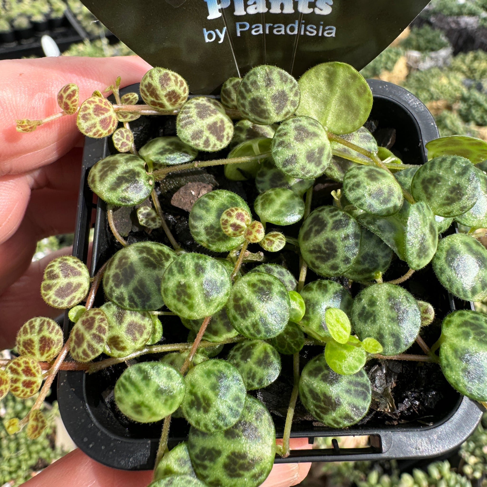 Peperomia prostrata 'String of Turtles' (Not WA)