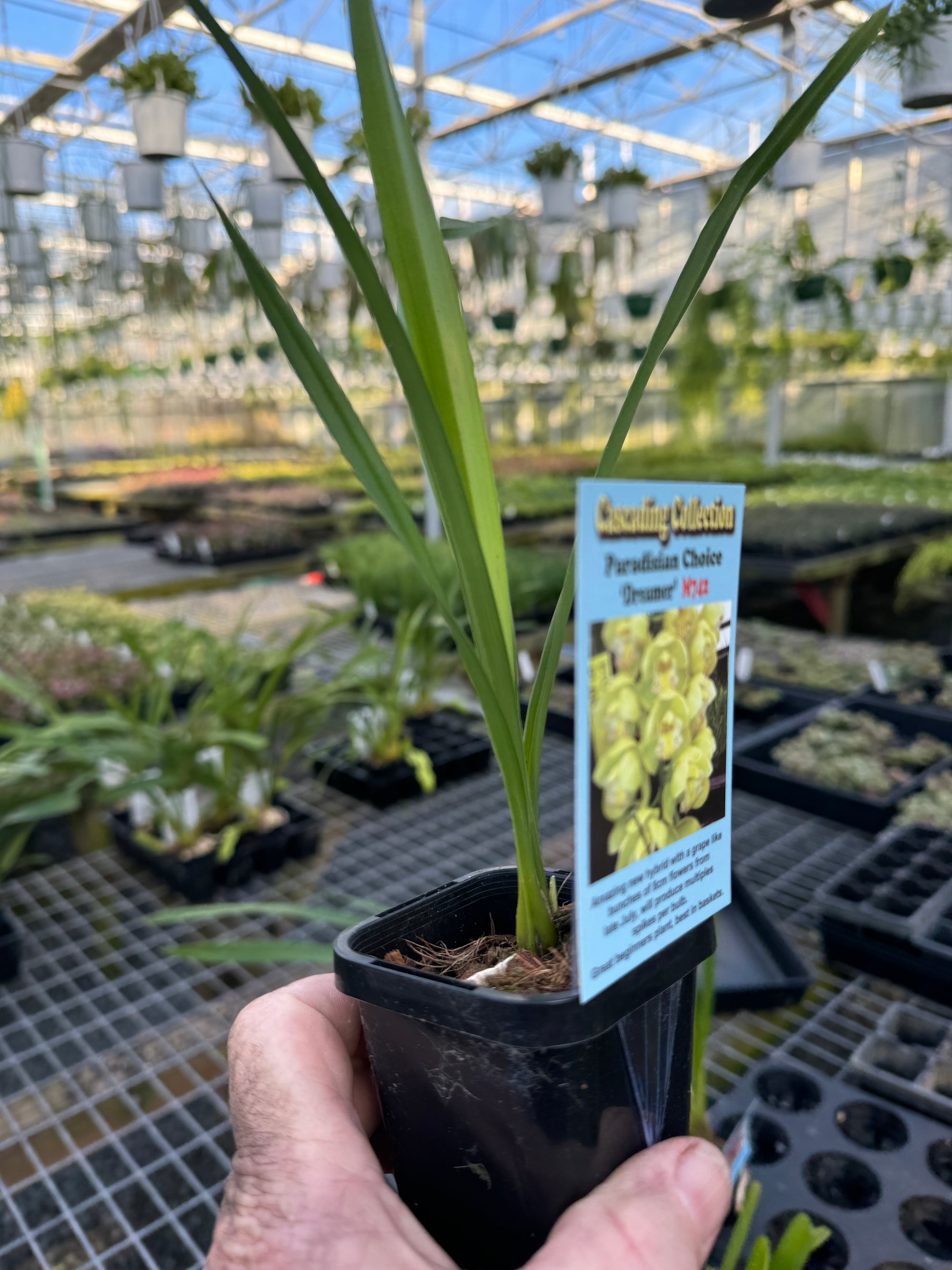 Cymbidium Paradisian Choice 'Dreamer'