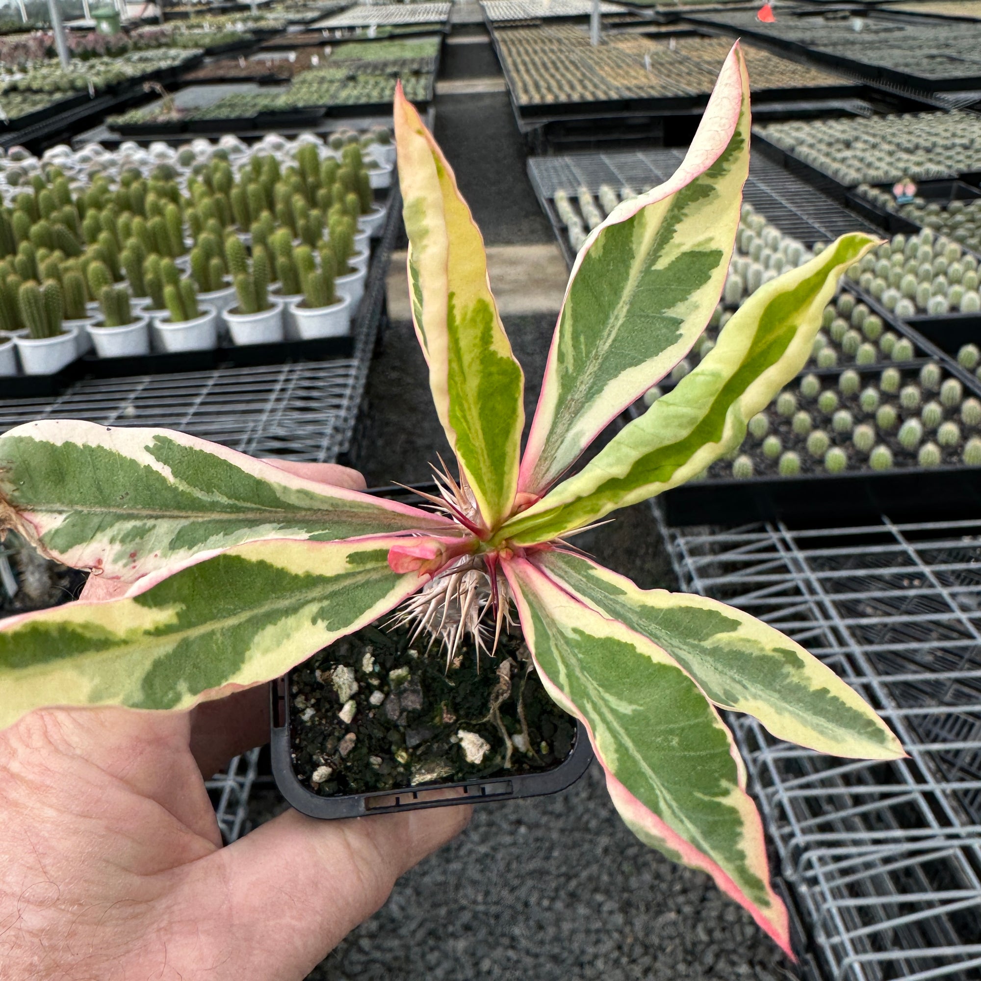 Euphorbia milii variegata - The Variegated Crown of Thorns (WA Prohibited)