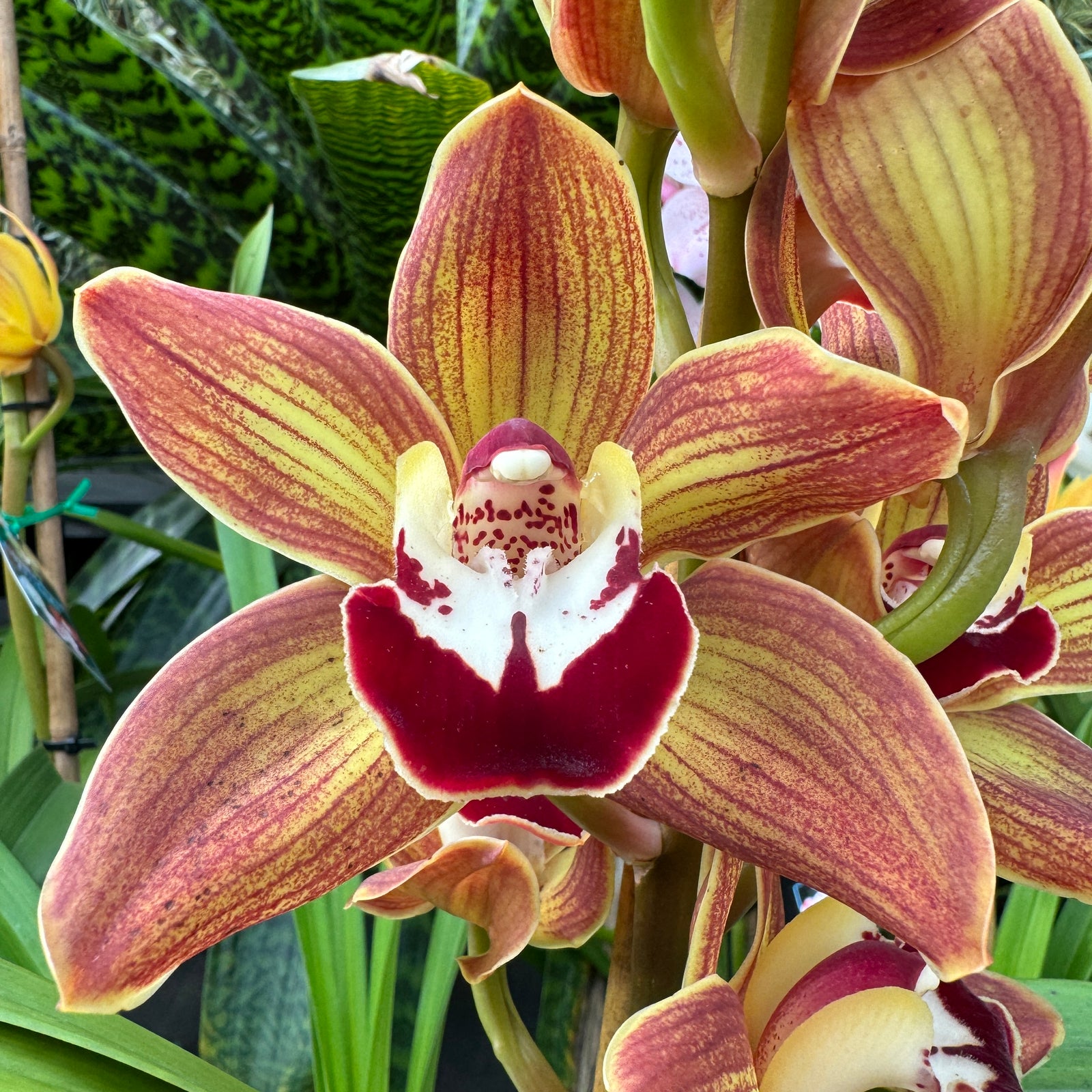 Cymbidium Coral Illusion 'Toya'
