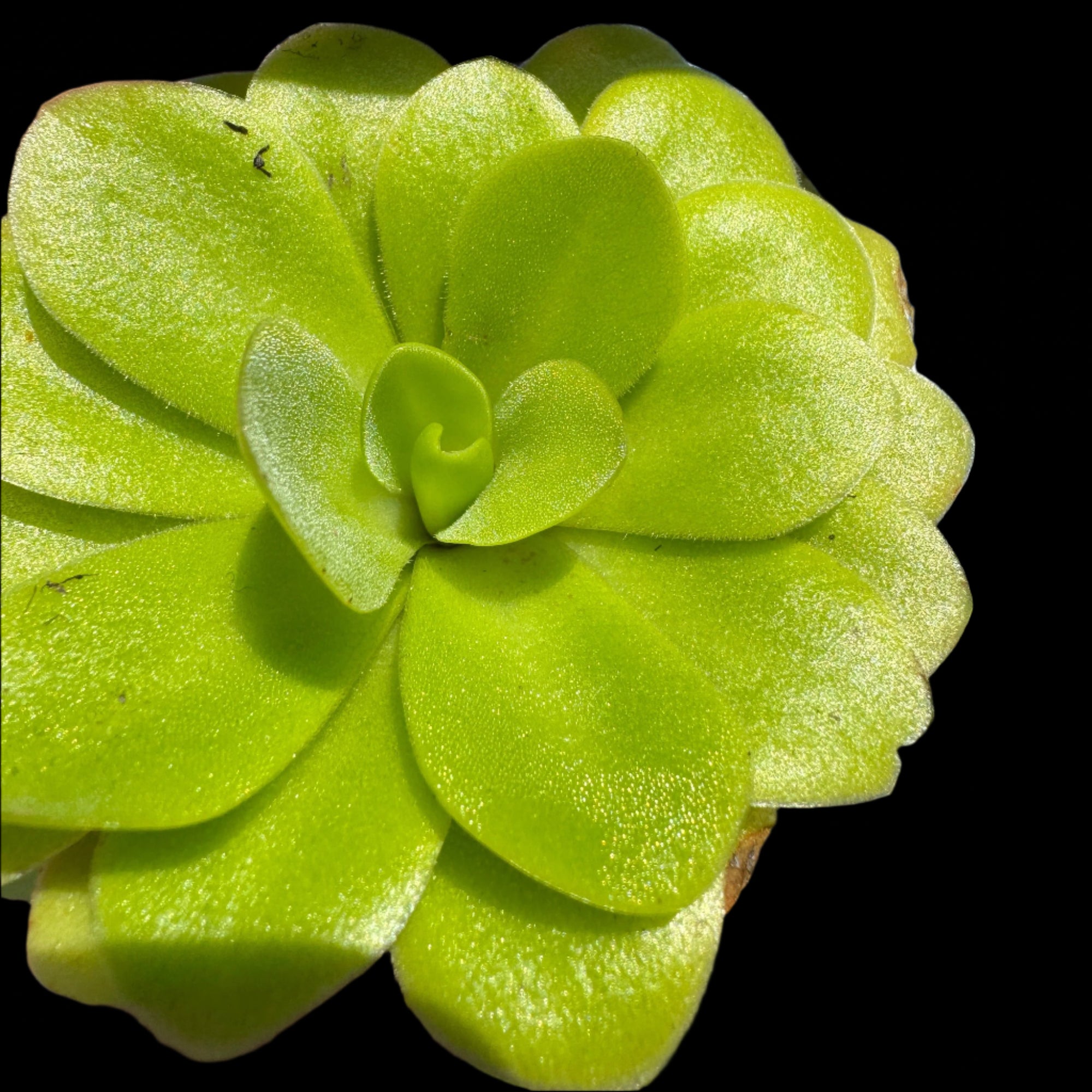 Pinguicula 'Sethos'